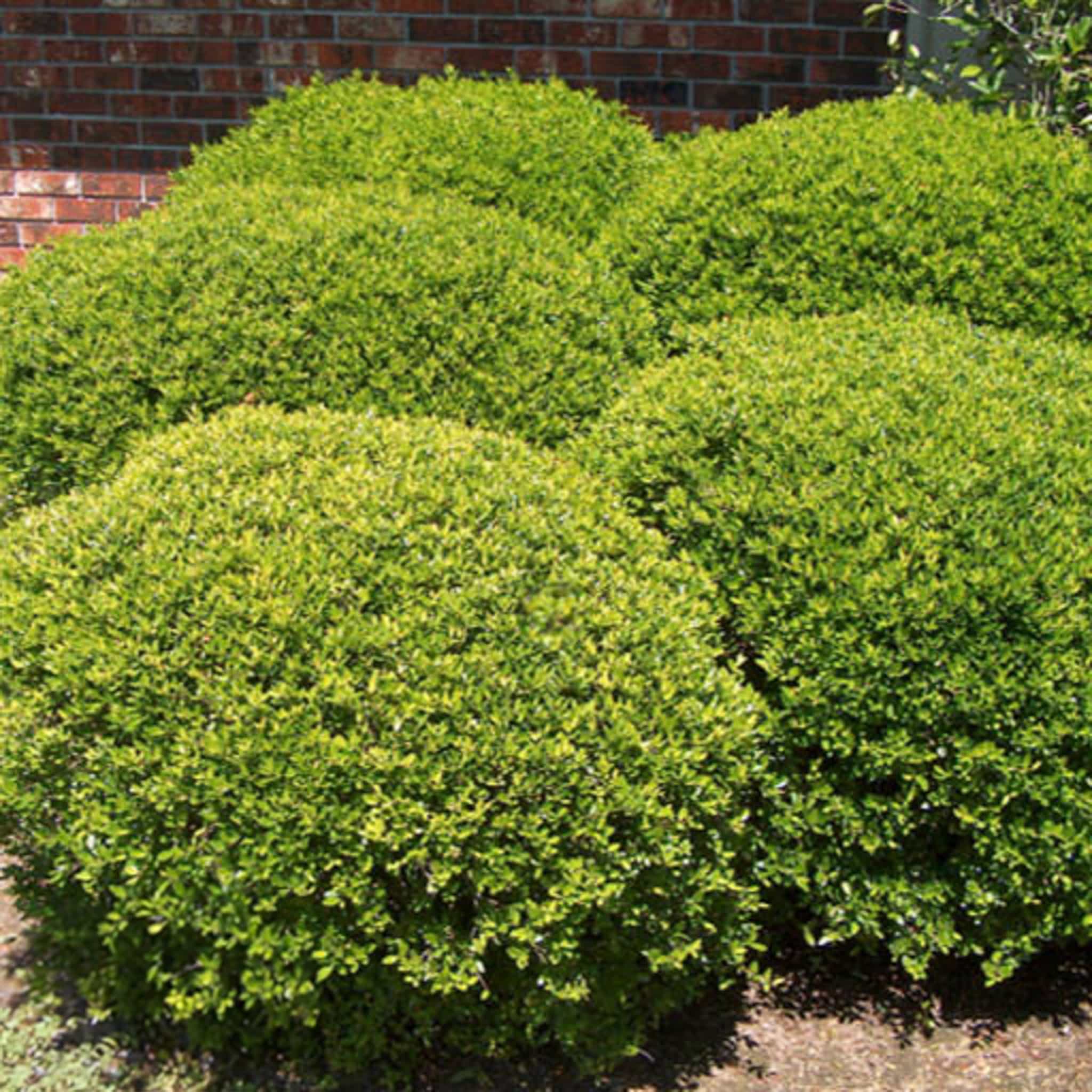Pride of Houston Yaupon Holly
