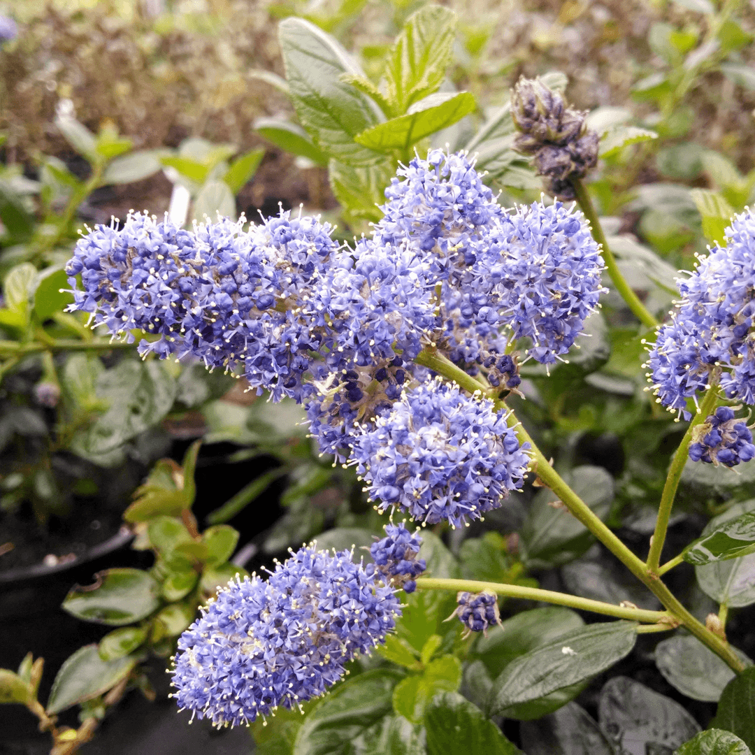 Beautiful Blooming Yankee Point Ceanothus Plant