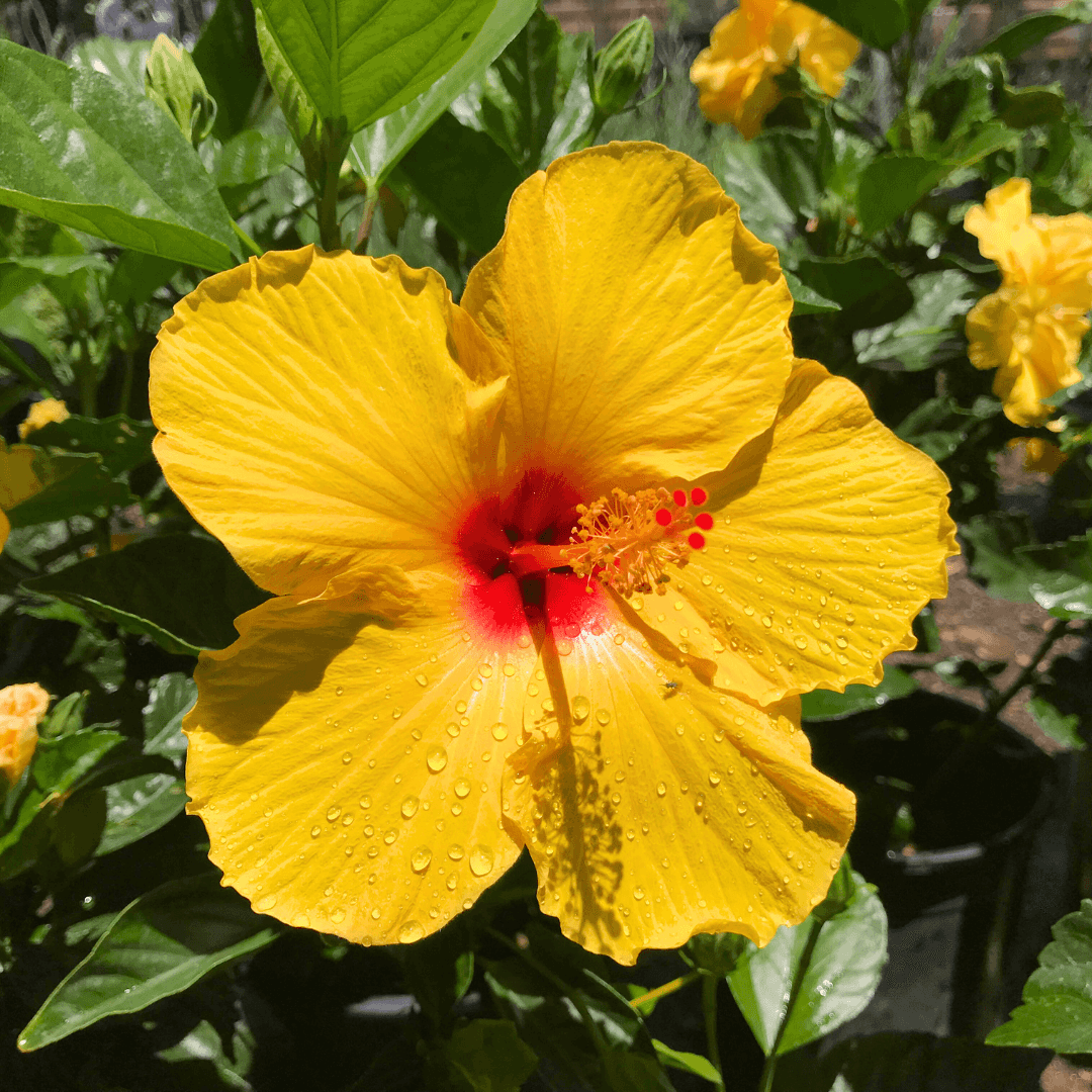 Yellow Hibiscus