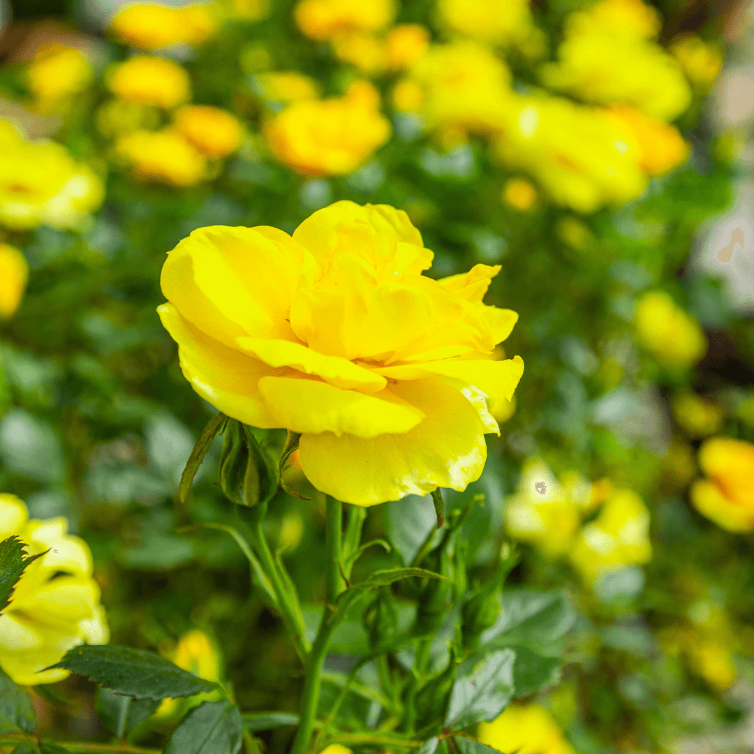 Yellow Roses