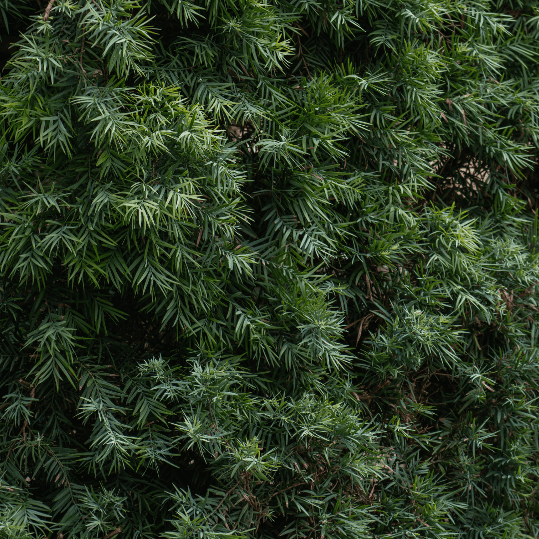 Dense Green Yellowwood Podocarpus