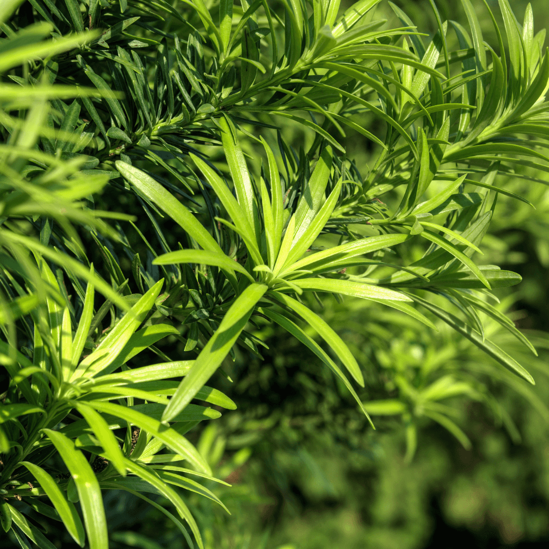 Dense Green Yew Pine Plant In Nursery