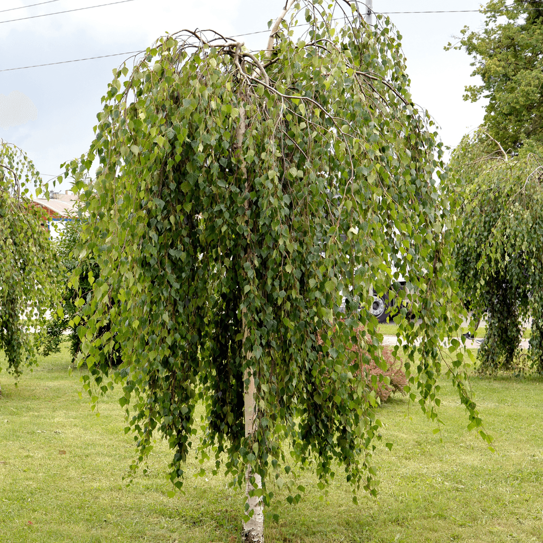 Beautiful Dense Young's Weeping Birch