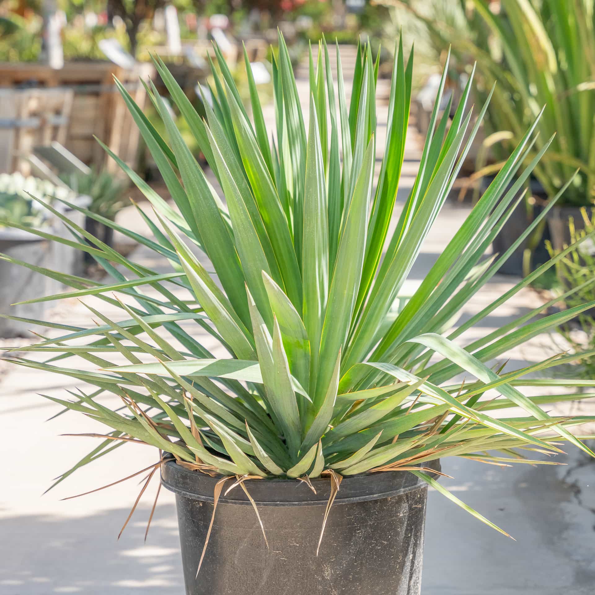 Yucca Pendula