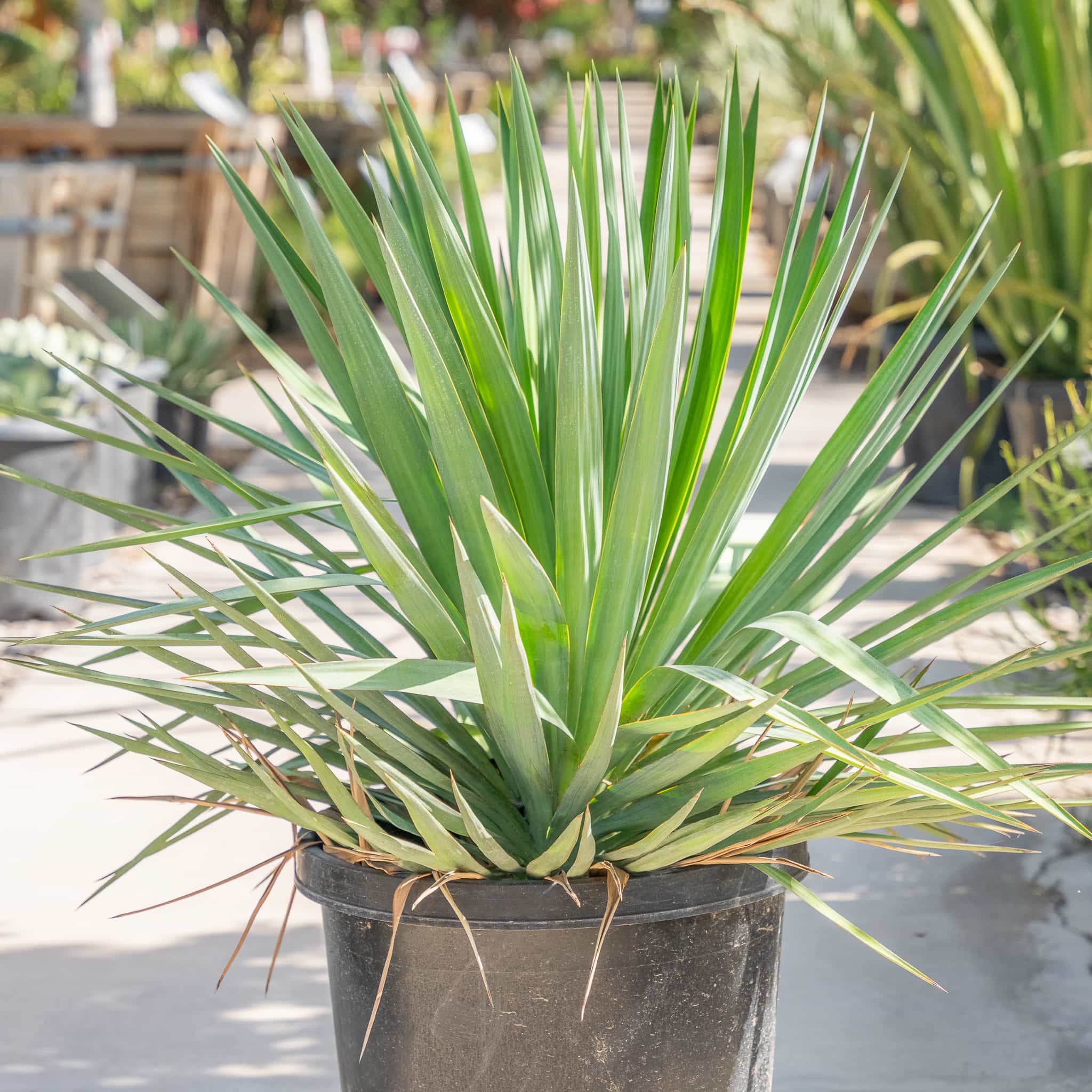 Yucca Pendula