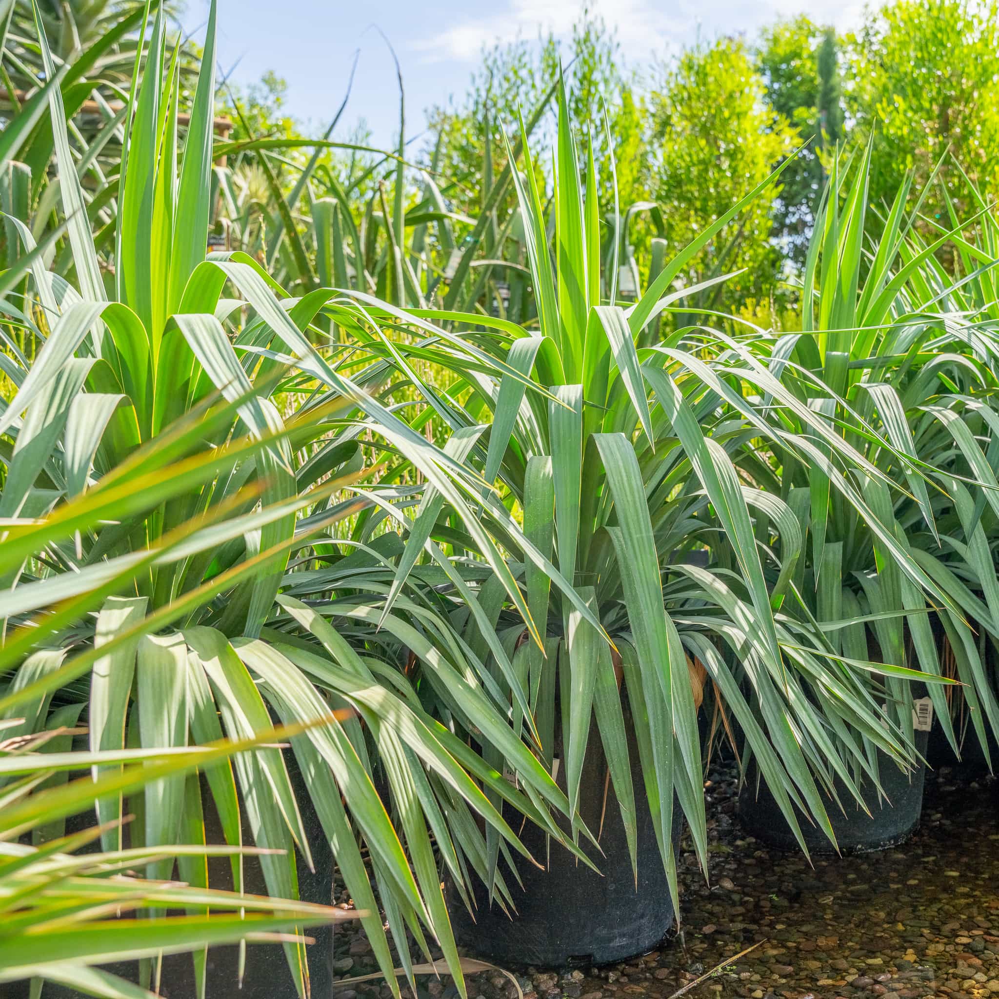 Yucca Pendula