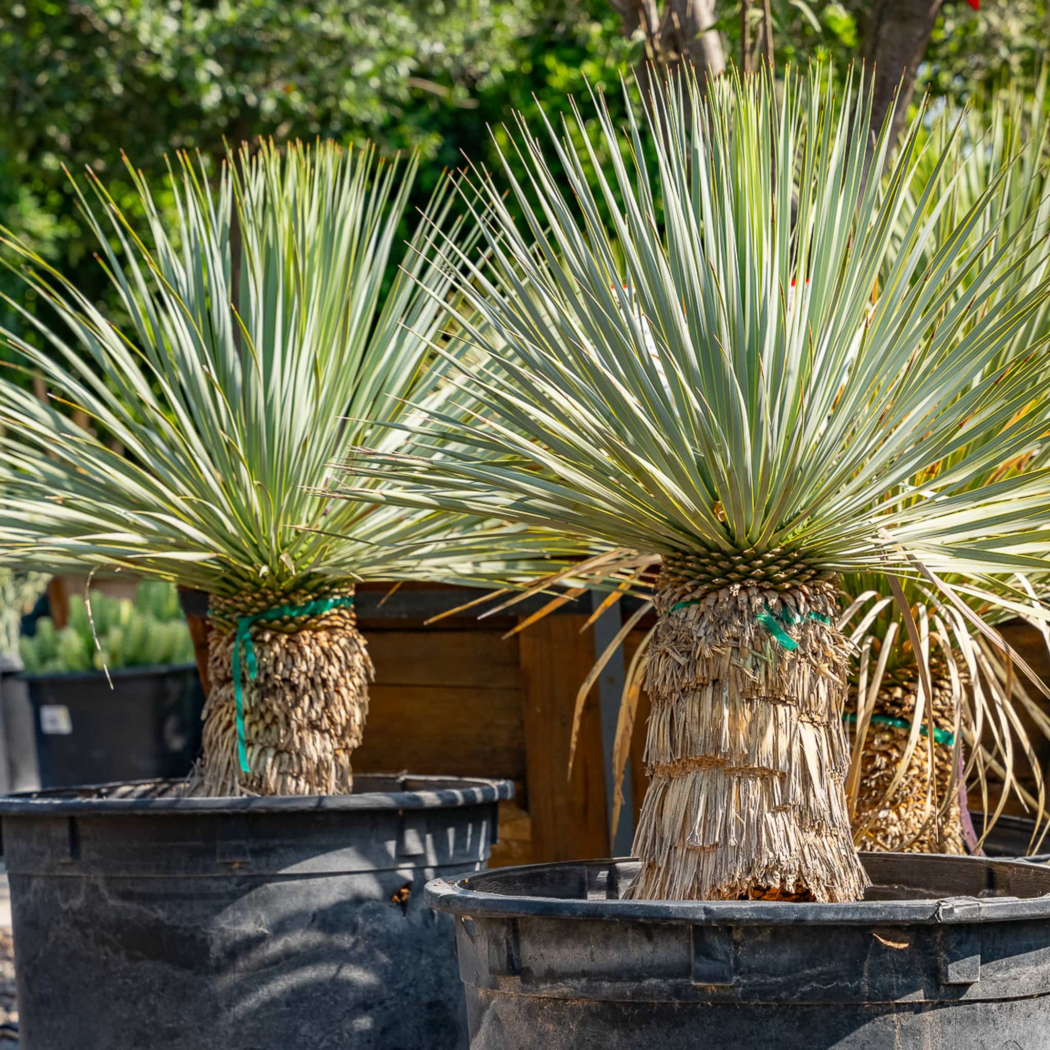 Yucca Rostrata