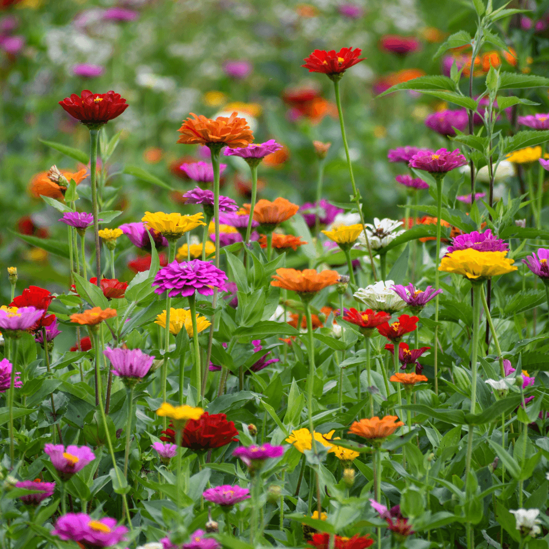 Beautiful Blooming Zinnias Assorted Color