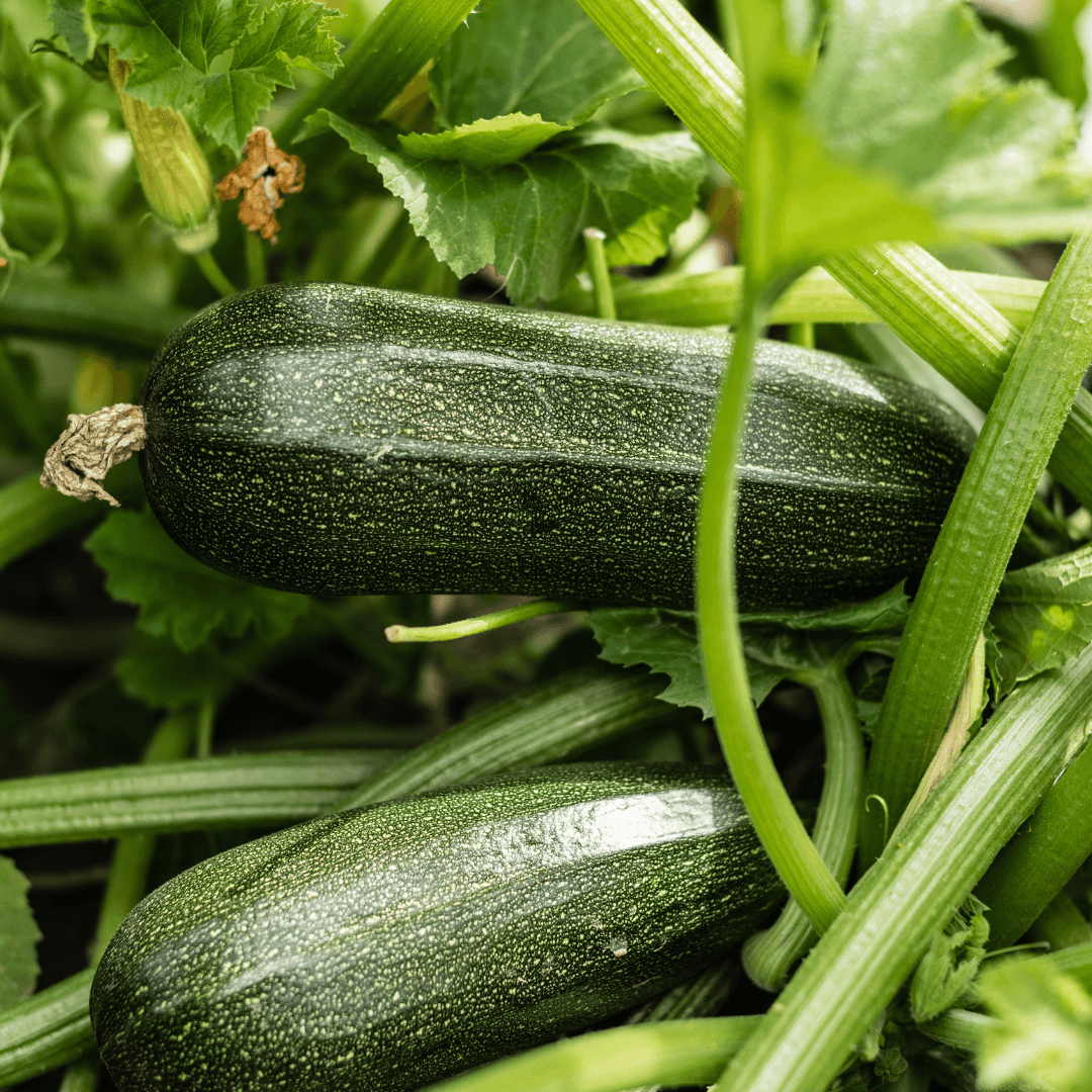 Fresh Flavorful Green Zucchini Plant