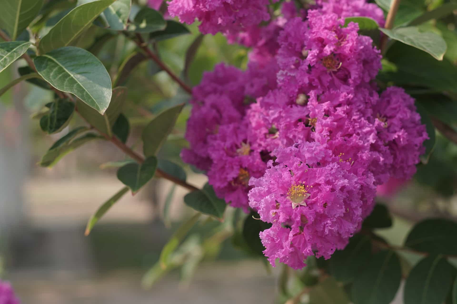 Beautiful Blooming Zuni Crape Myrtle Tree with Vibrant Flowers