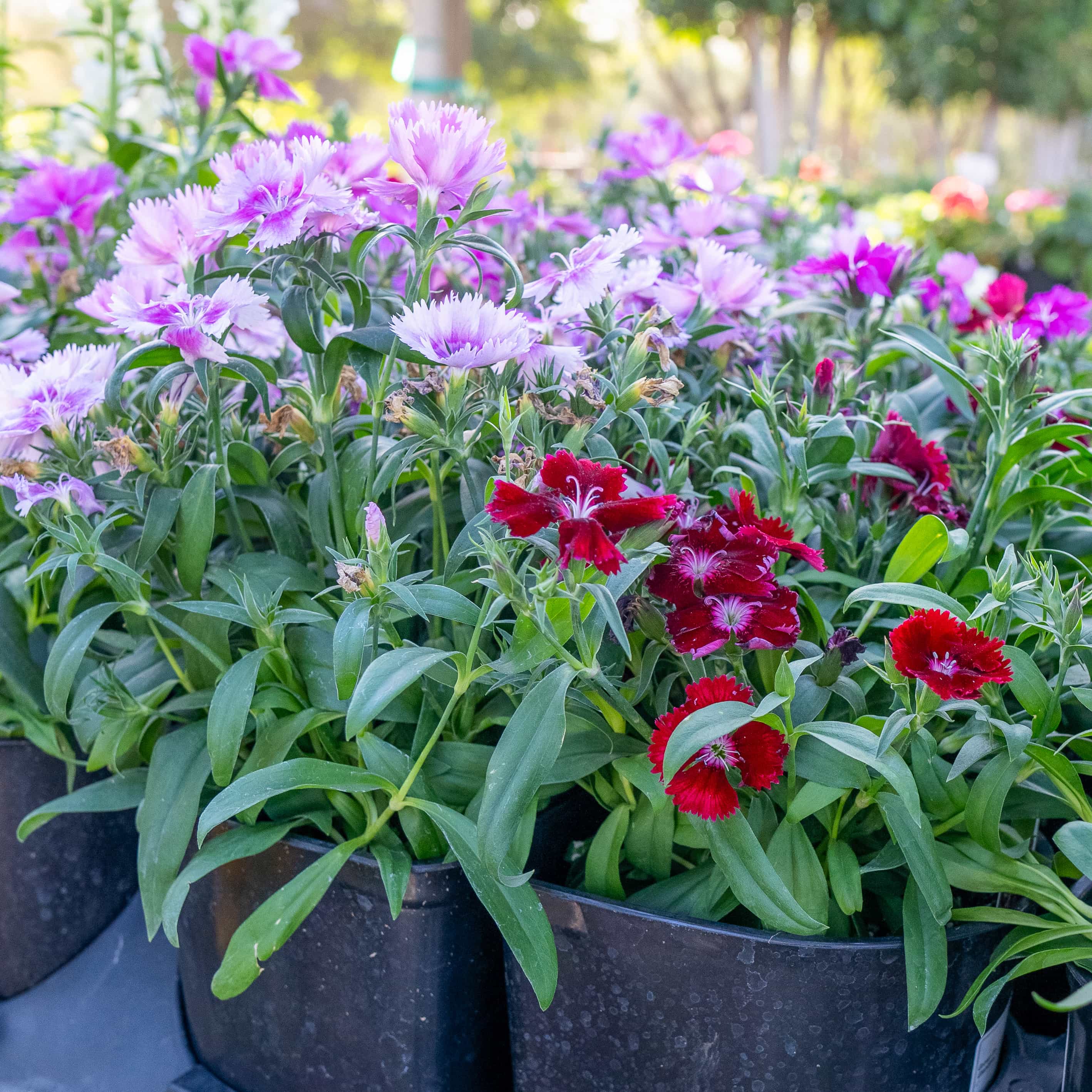 Dianthus
