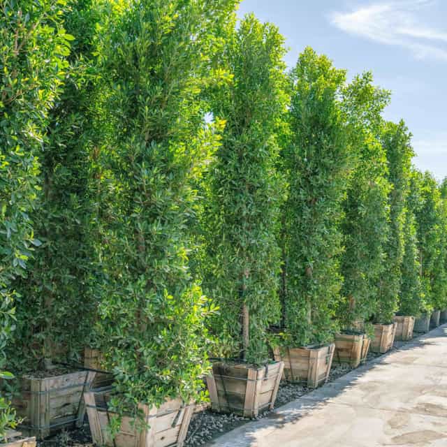 Hollywood Hedges® Indian Laurel Columns