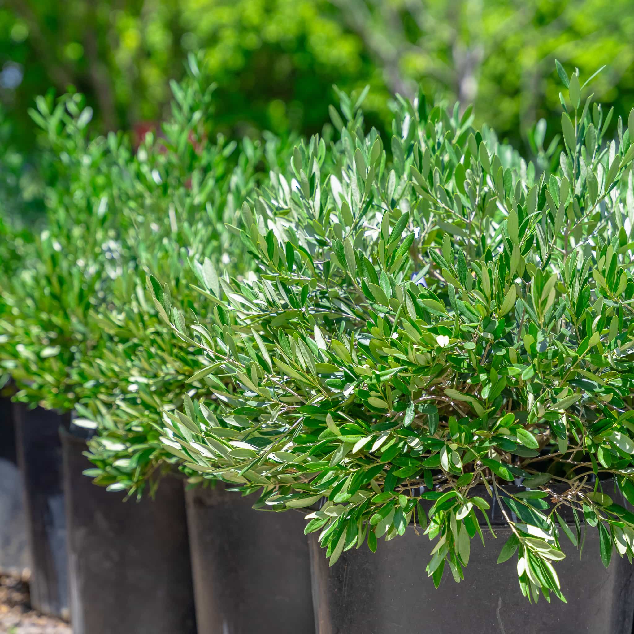 Dwarf Olive