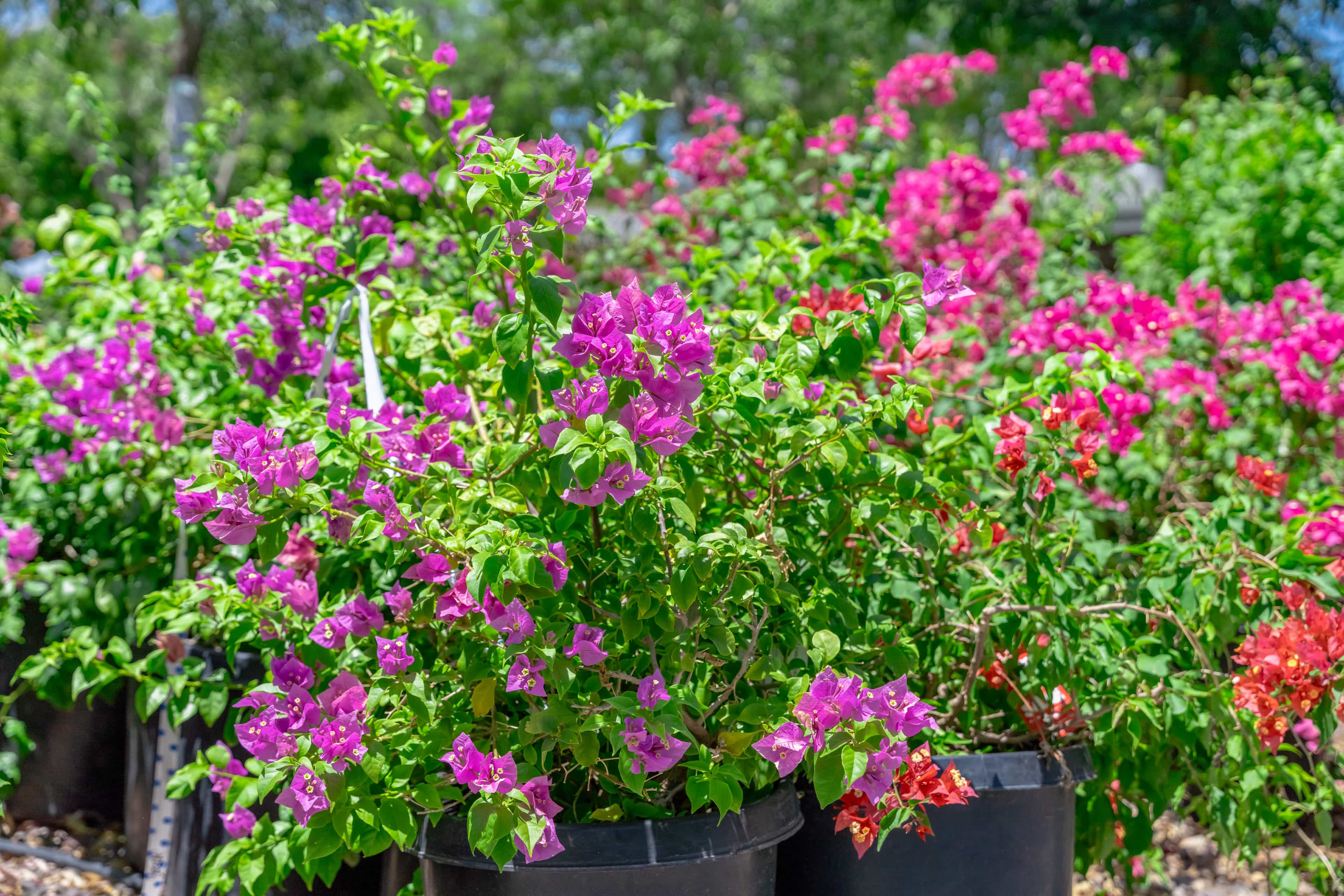 Mature Beautiful Blooming Bougainvillea Alexandra Plant