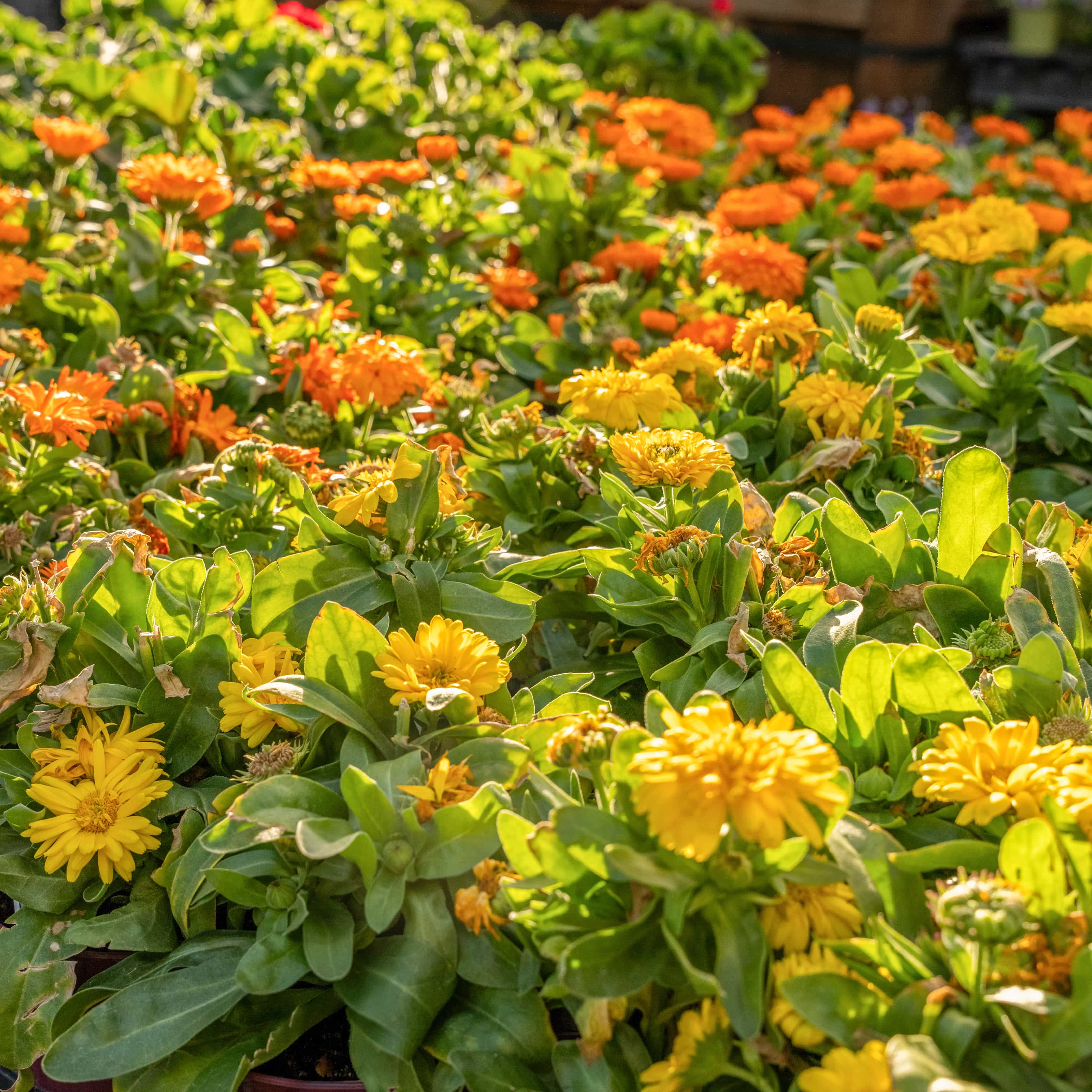 Calendula