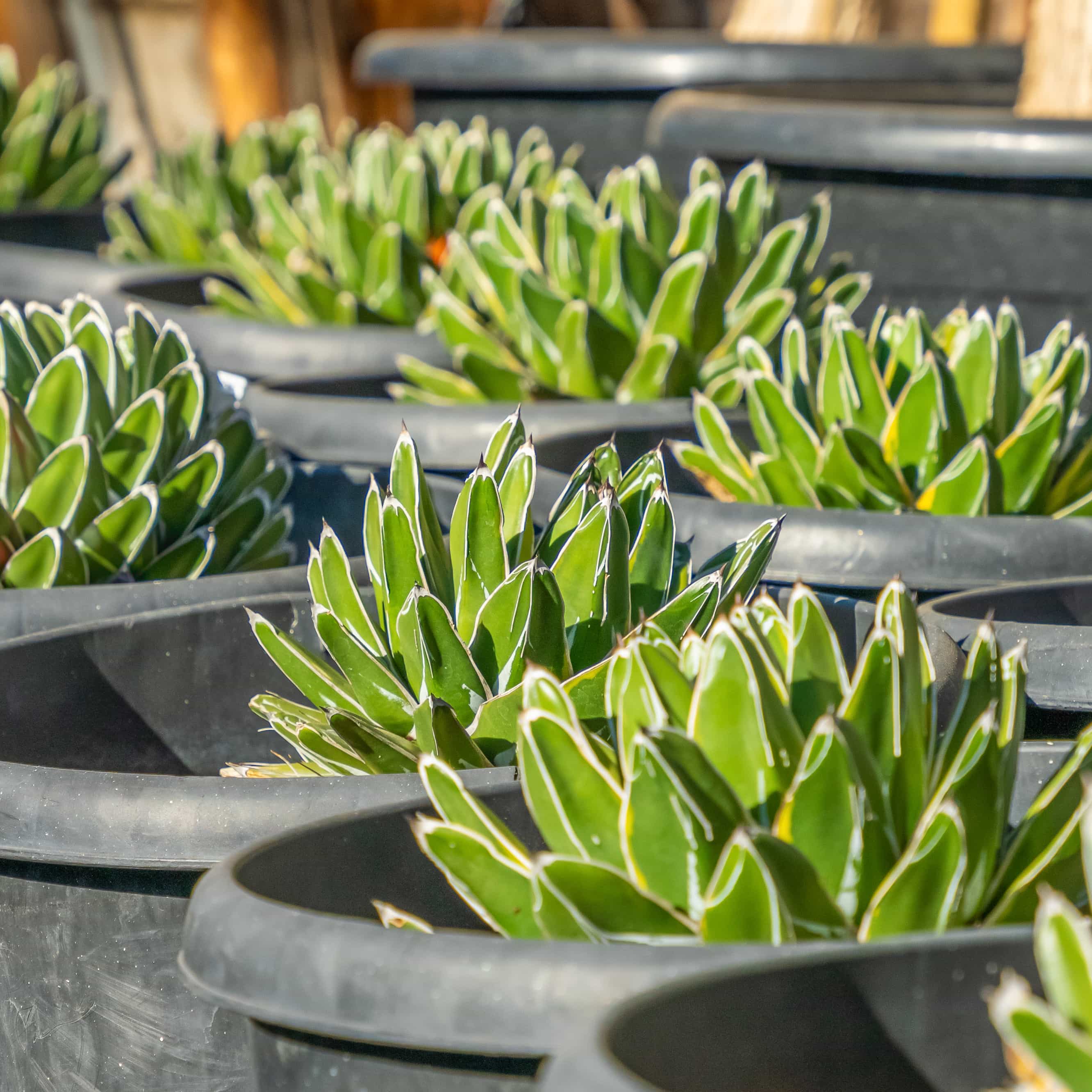 Queen Victoria Agave