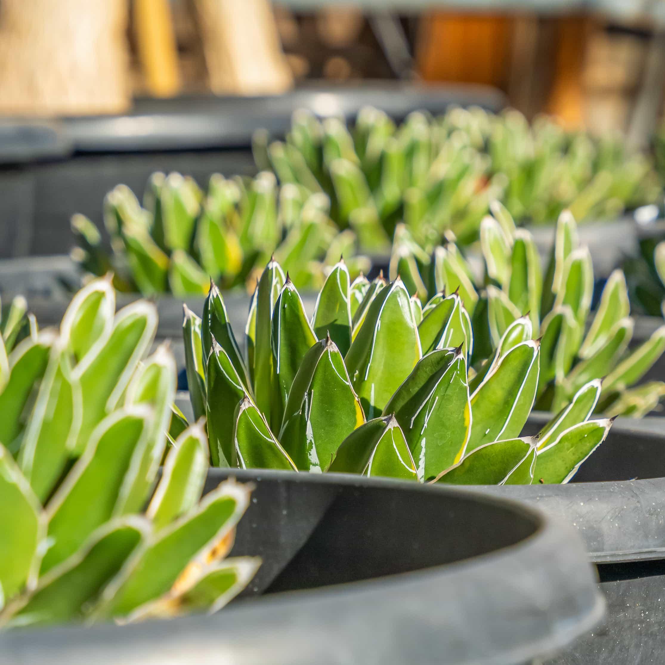 Queen Victoria Agave