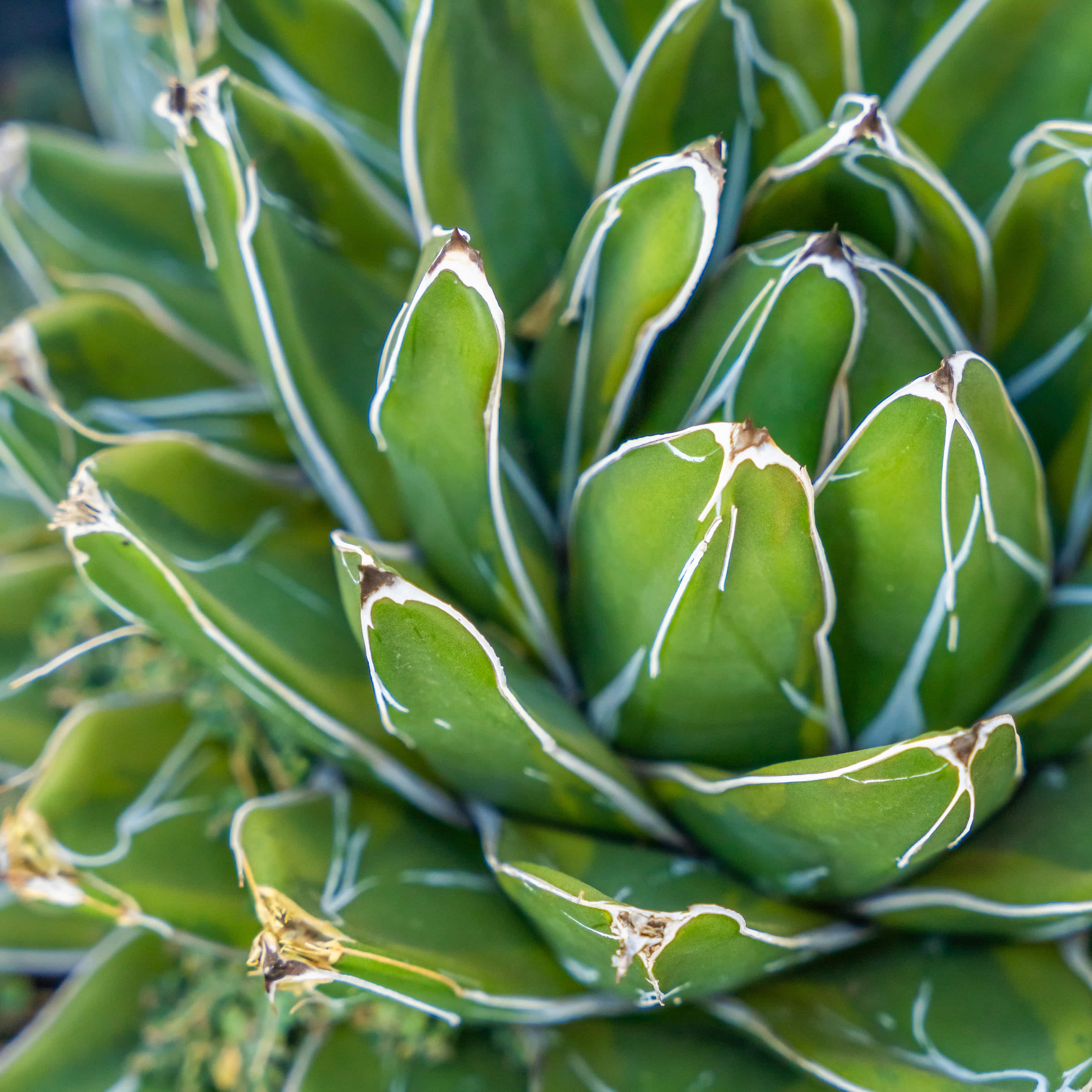 Queen Victoria Agave