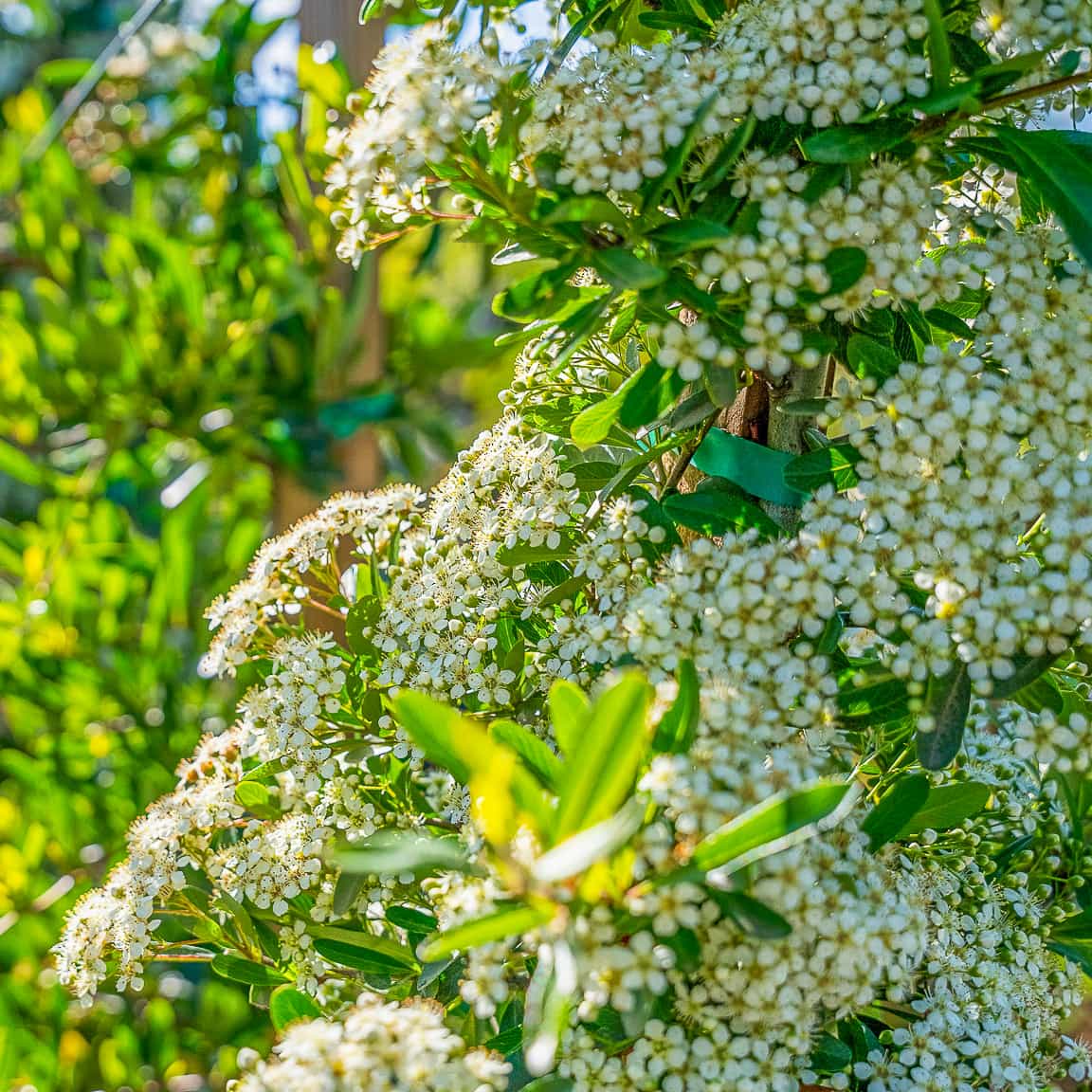 Pyracantha