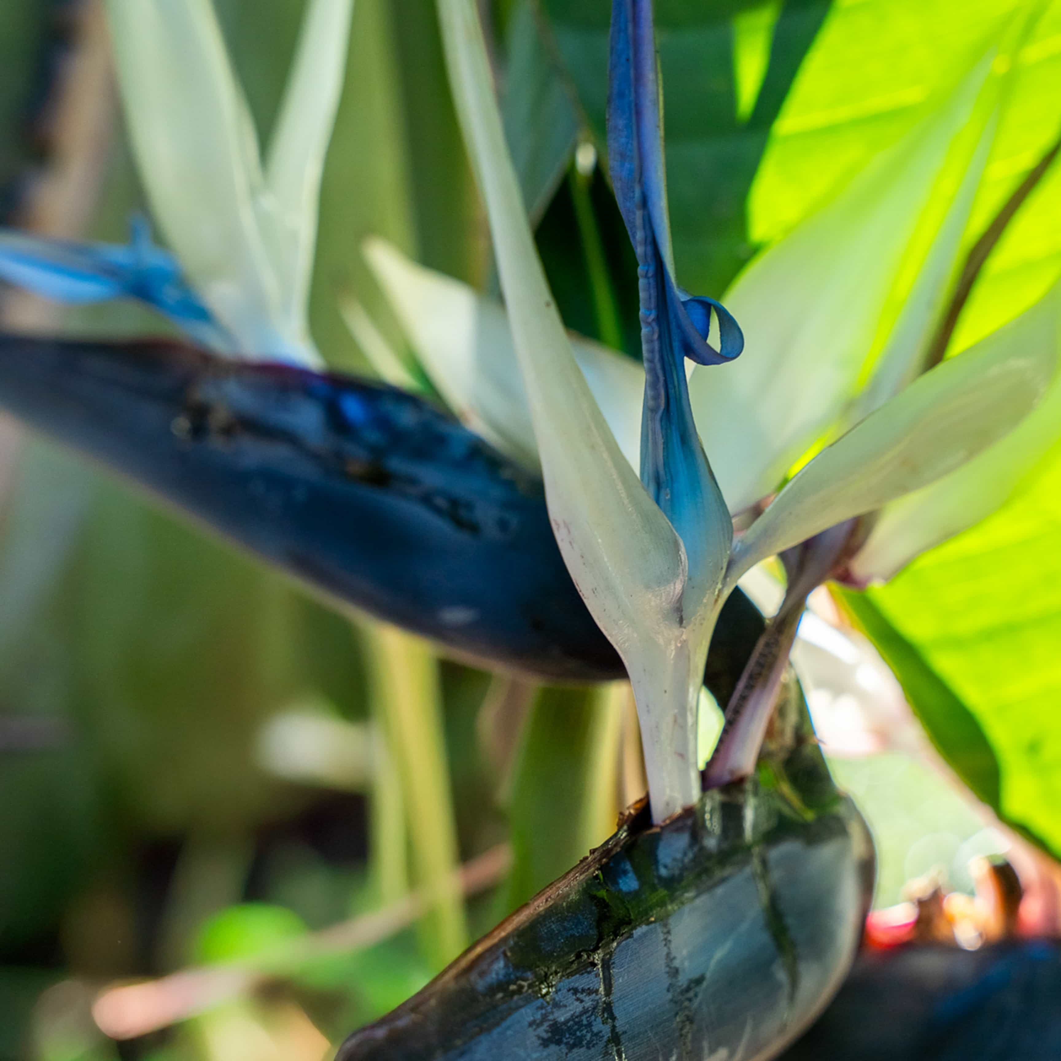 Giant Bird of Paradise