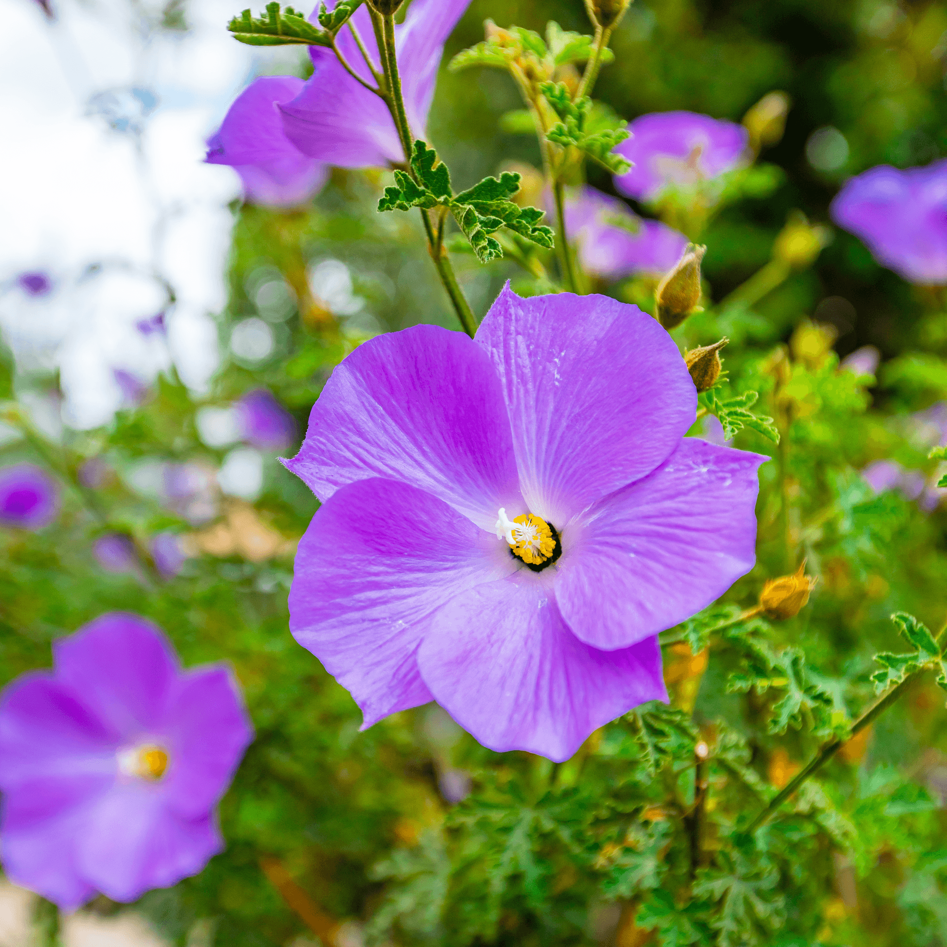 Blue hibiscus flower
