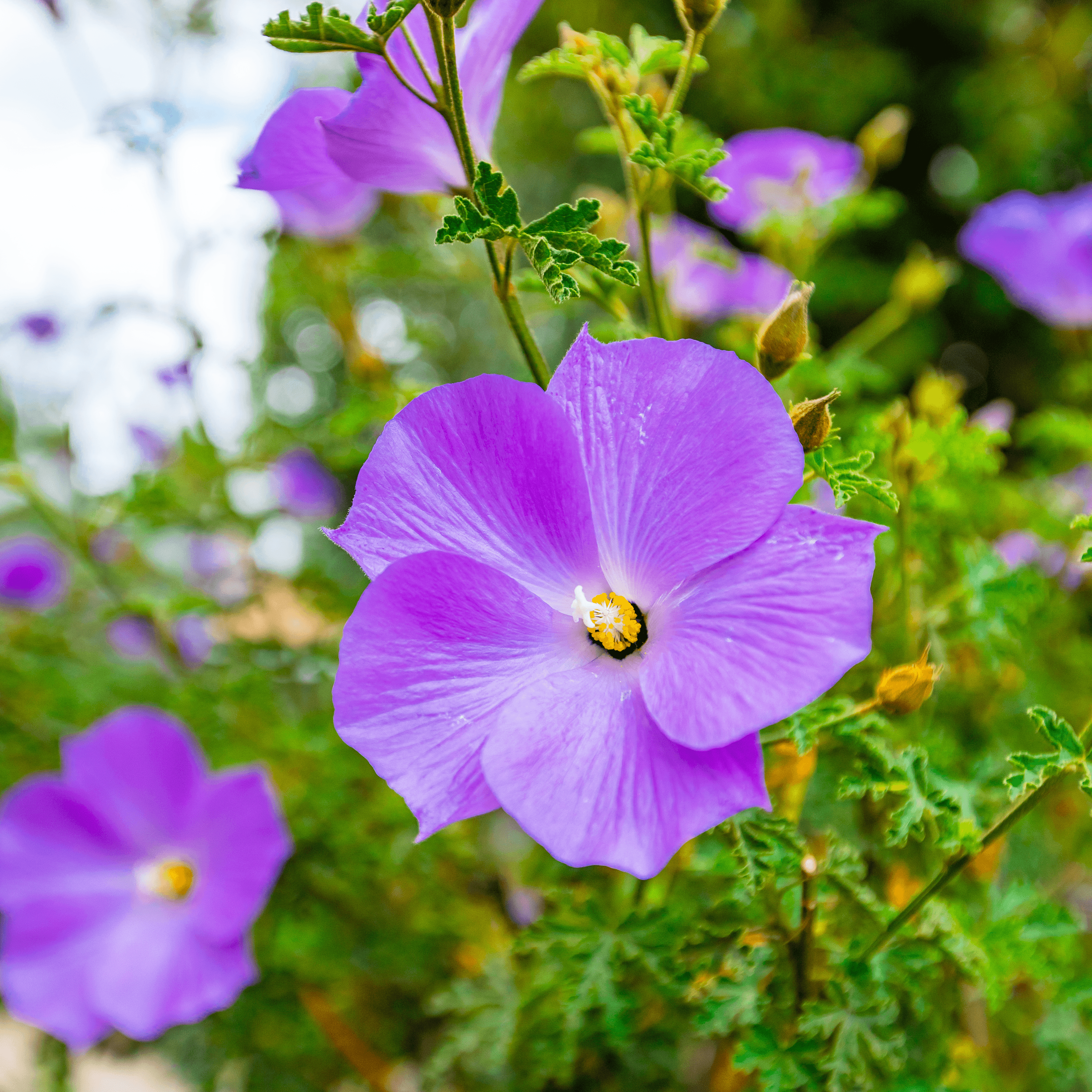 Blue hibiscus flower