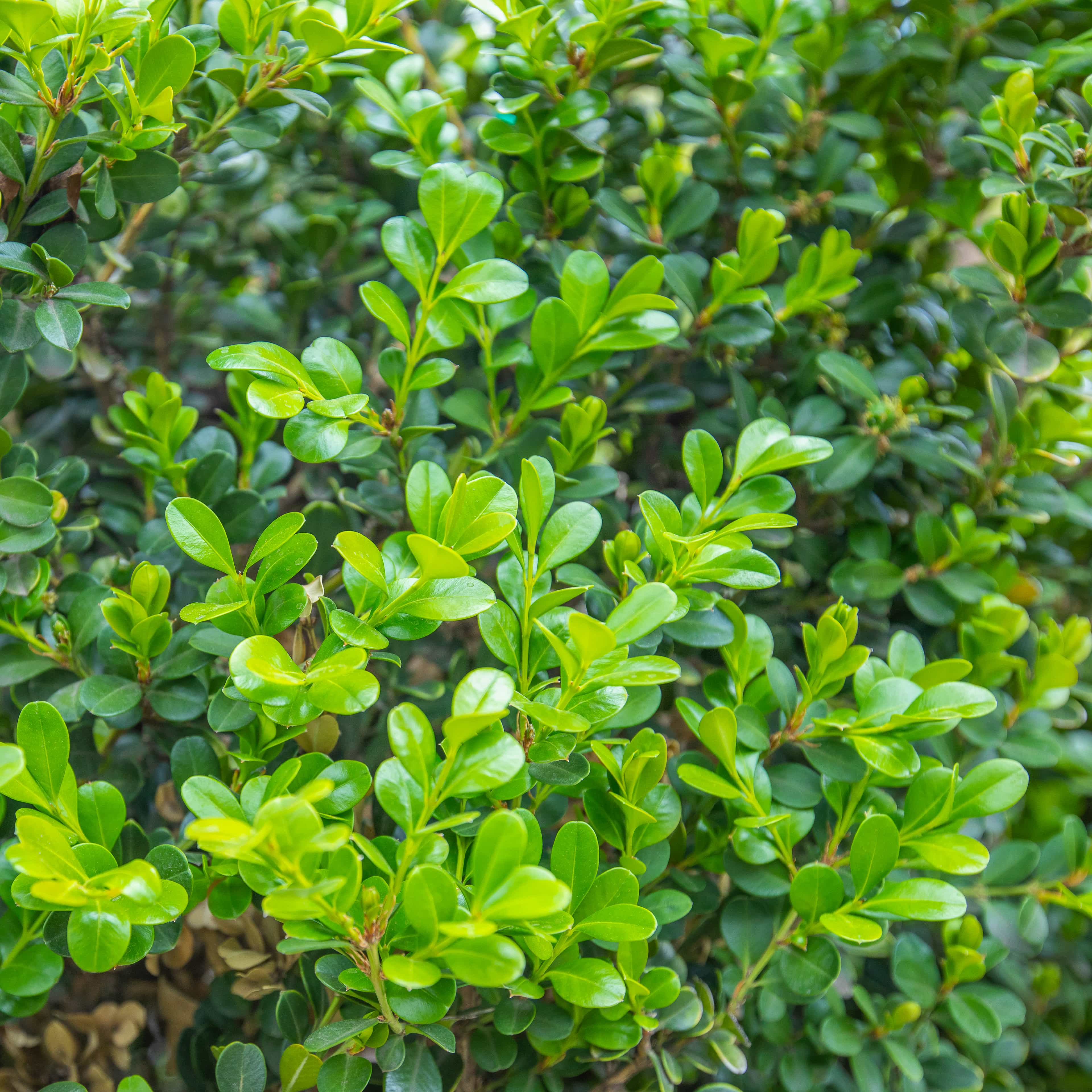 Japanese Boxwood closeup