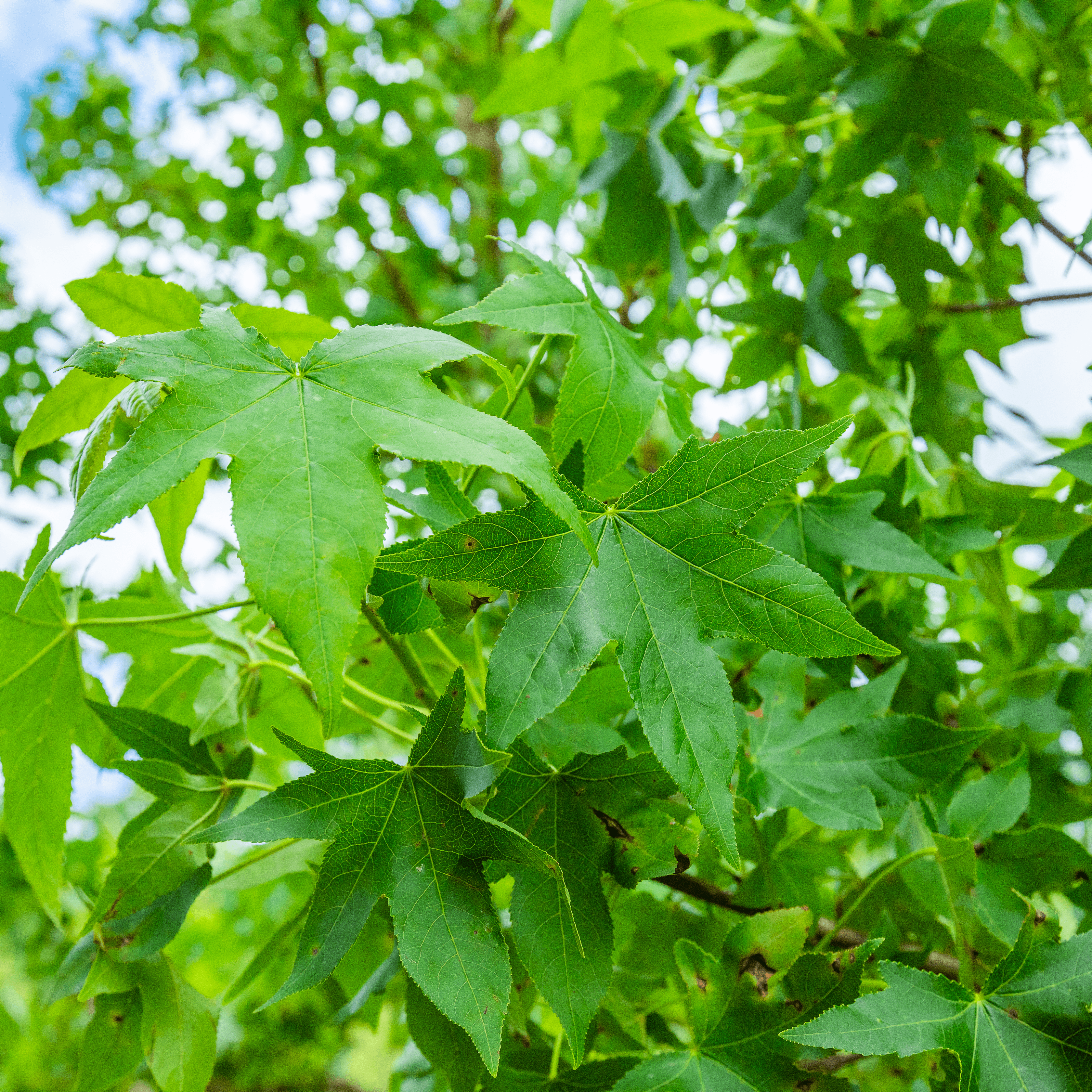 Sweet Gum
