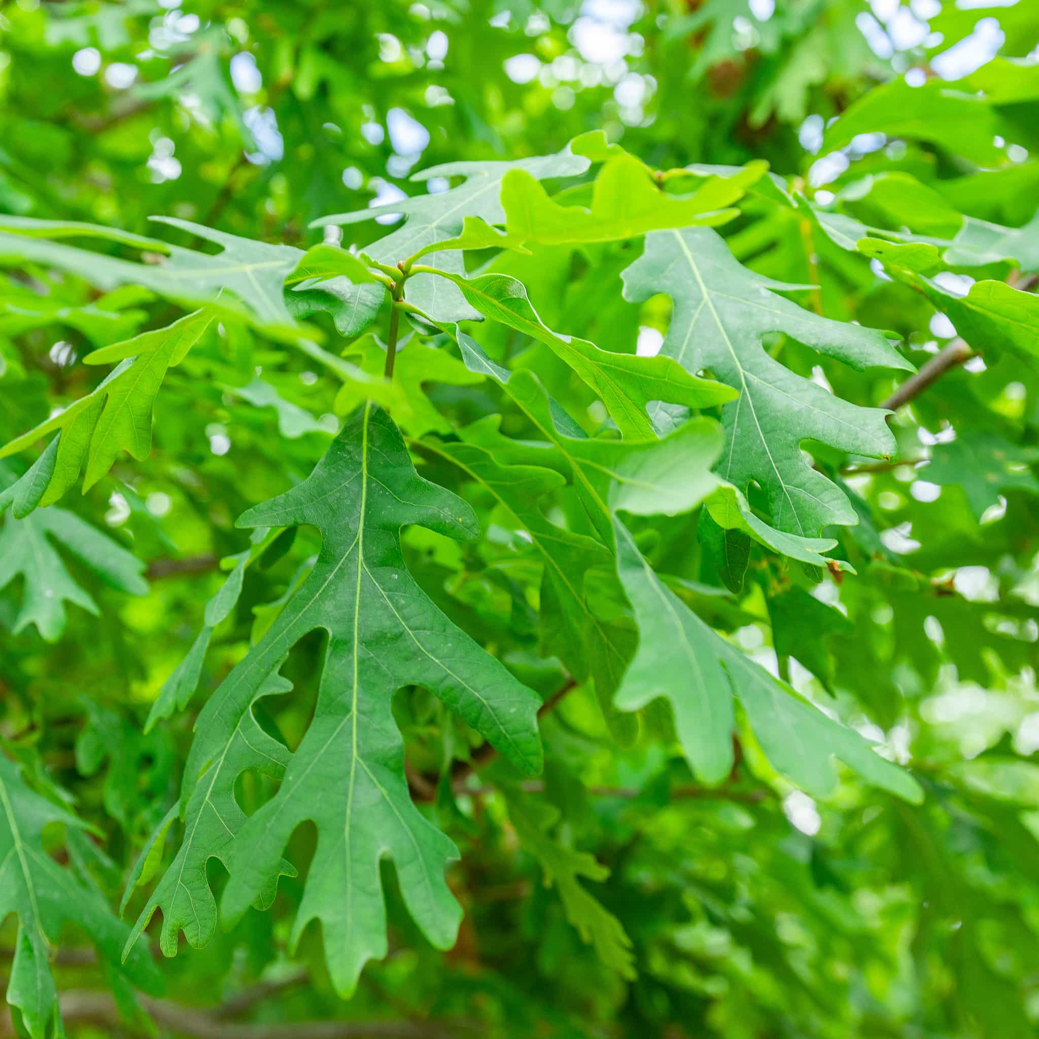 White Oak leaves