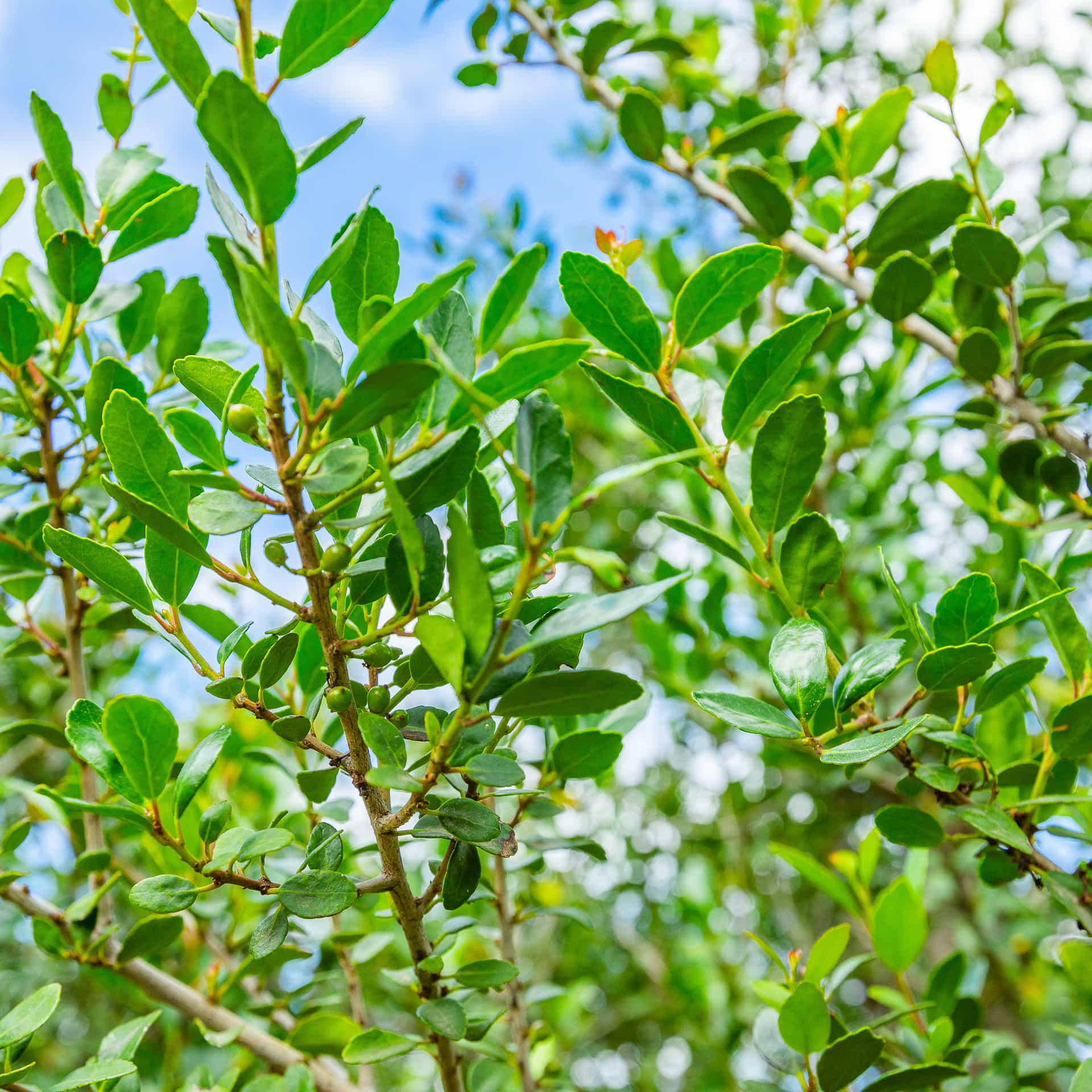 Pride of Houston Yaupon Holly