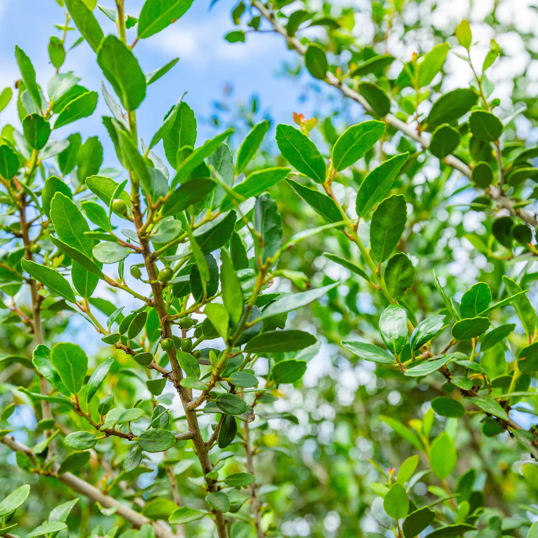 Pride of Houston Yaupon Holly