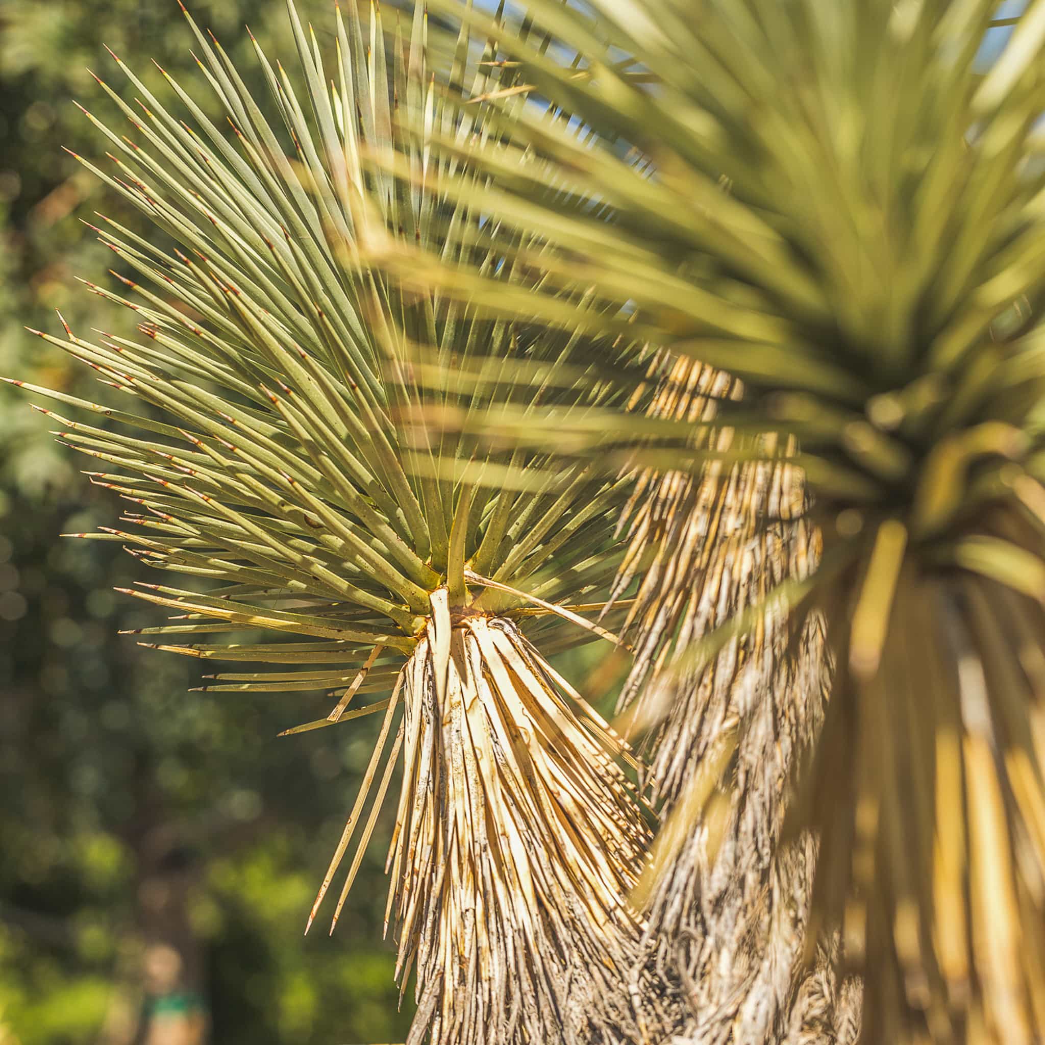 Joshua Tree