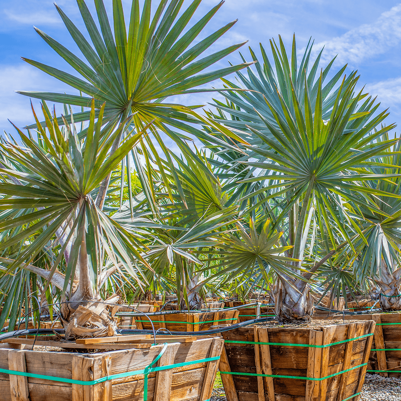 Bismarck Palm
