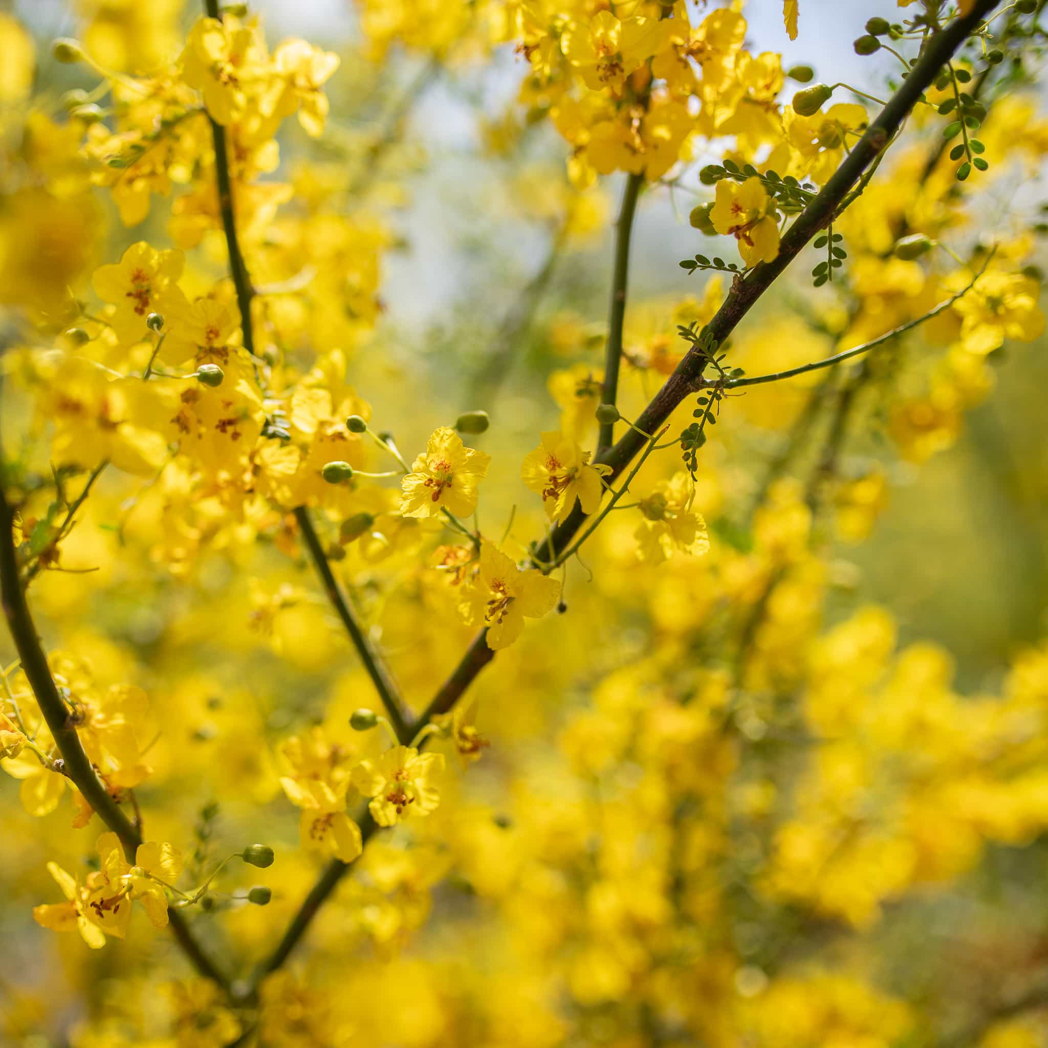 Museum Palo Verde flowers