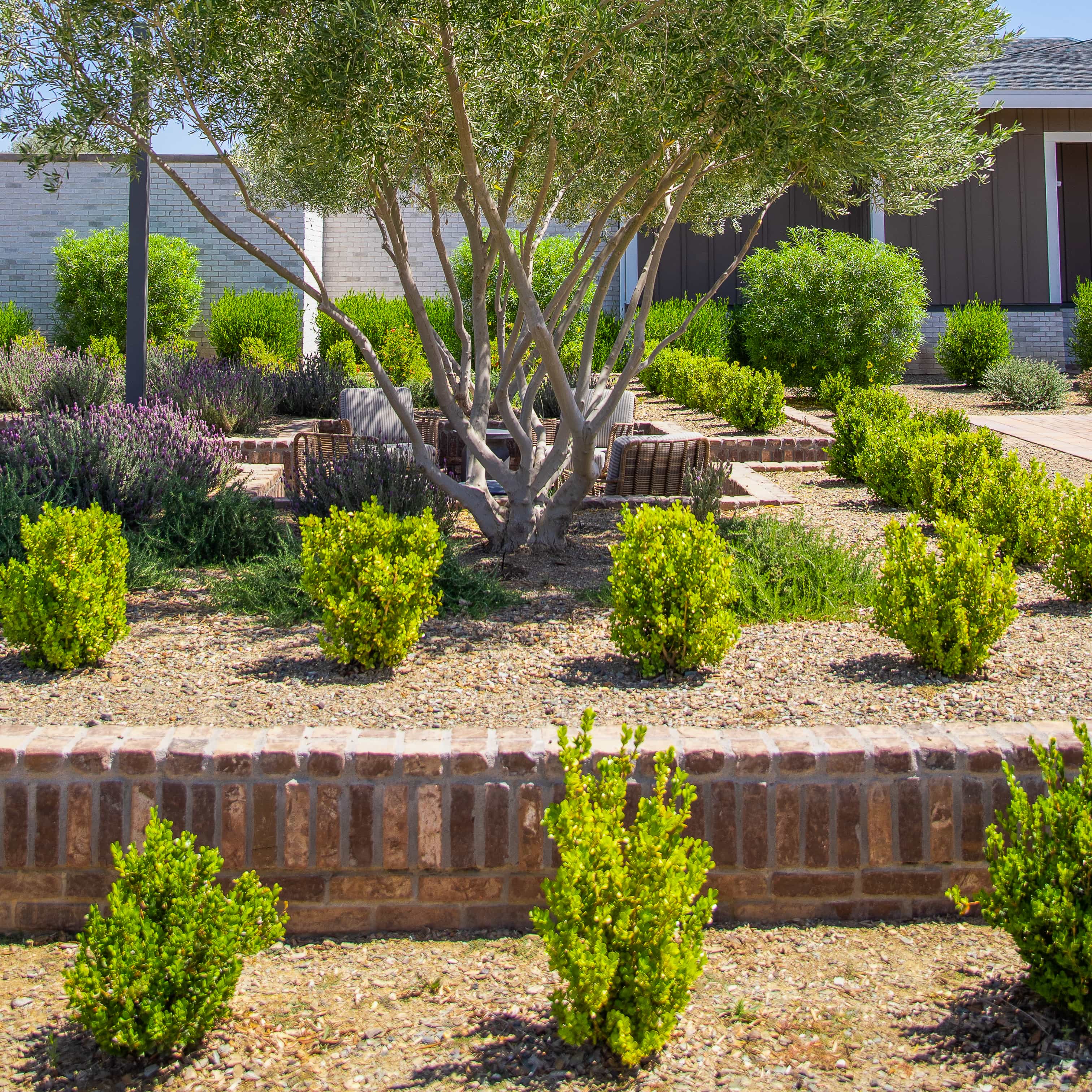 Japanese Boxwood in landscape