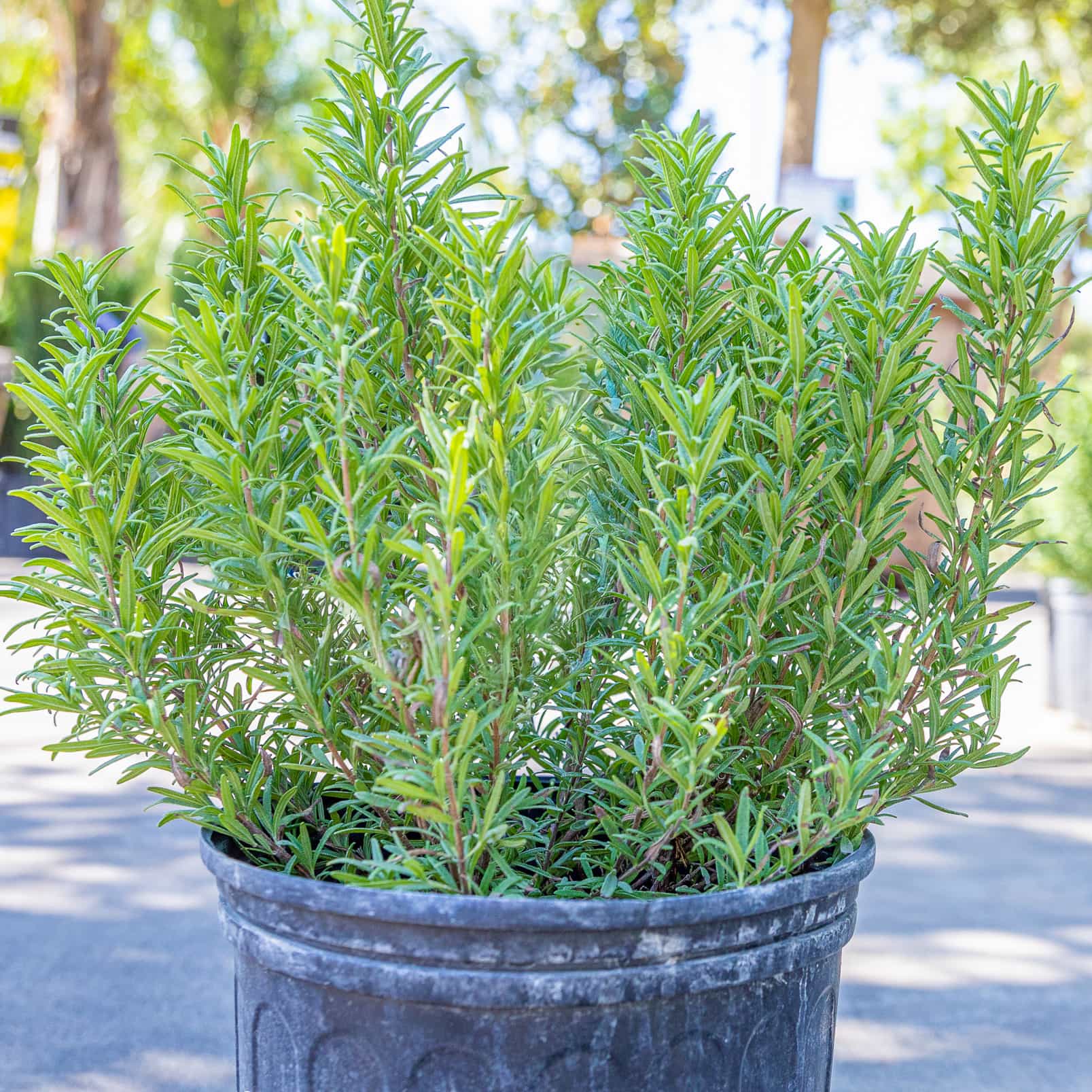 upright rosemary