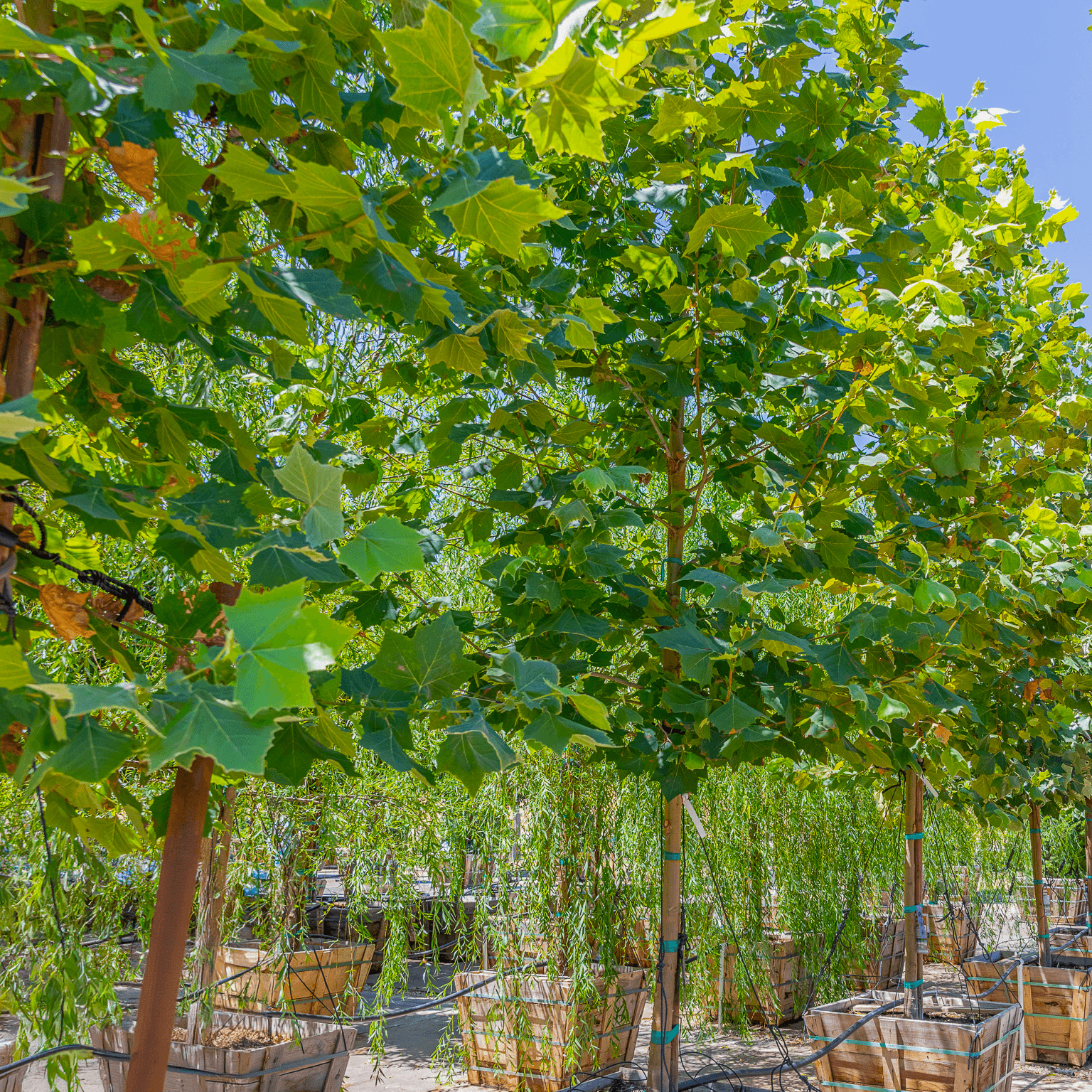 Mexican Sycamore