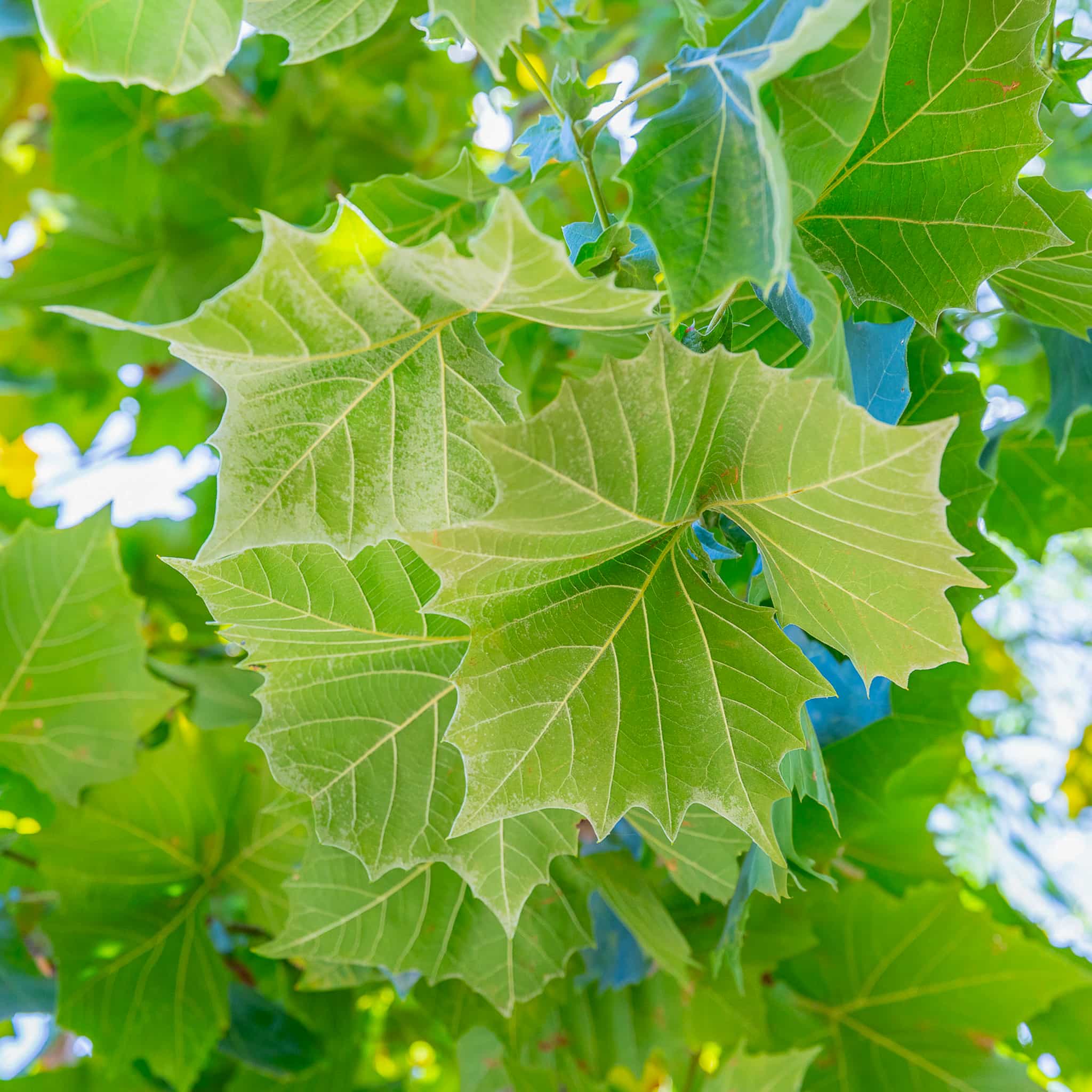 Mexican Sycamore leaves