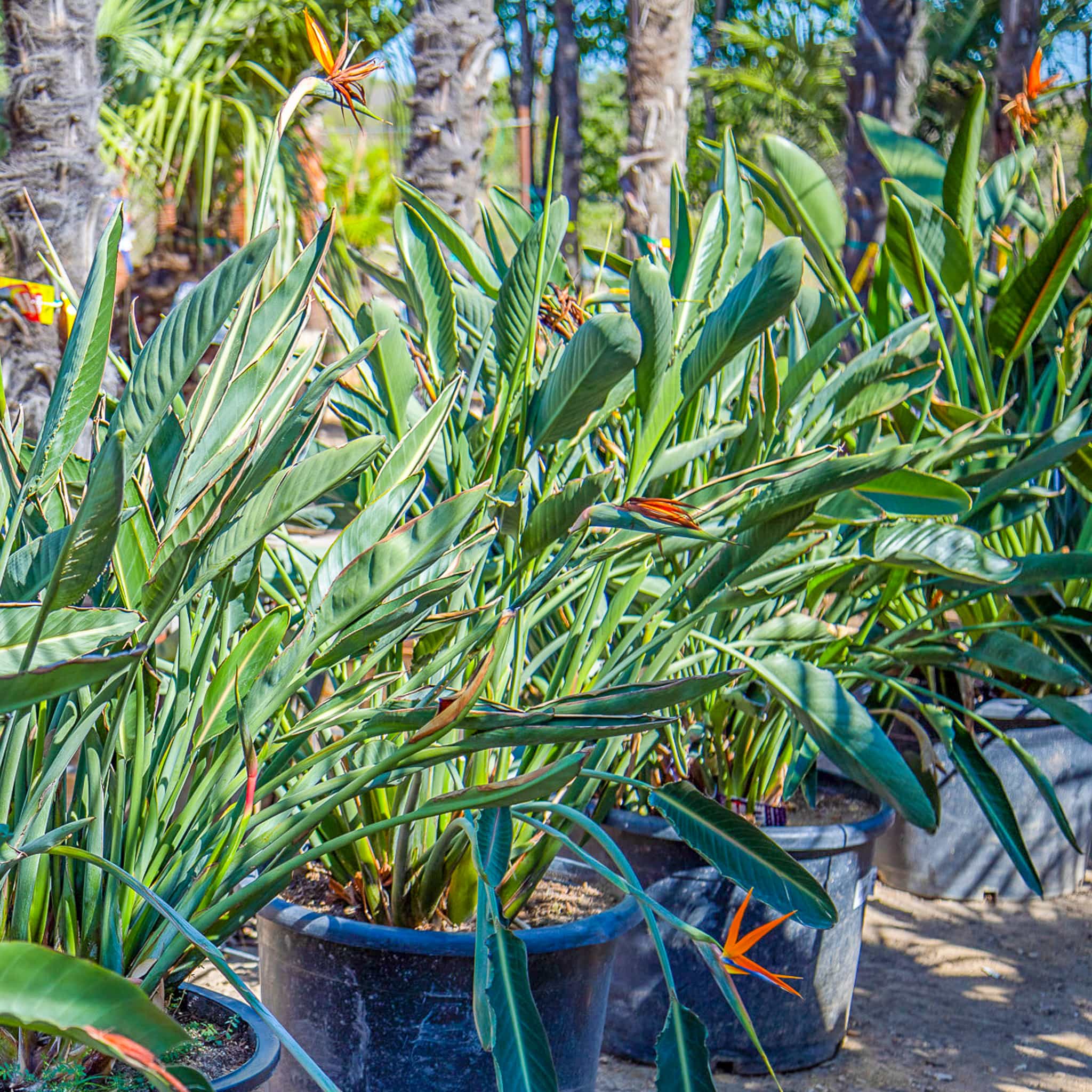 Tropical Birds Of Paradise