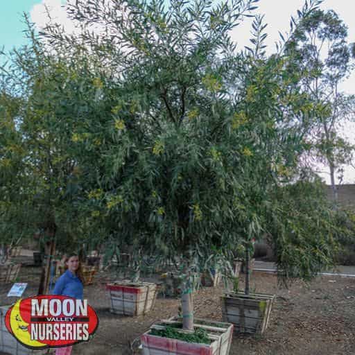 Acacia Saligna in nursery
