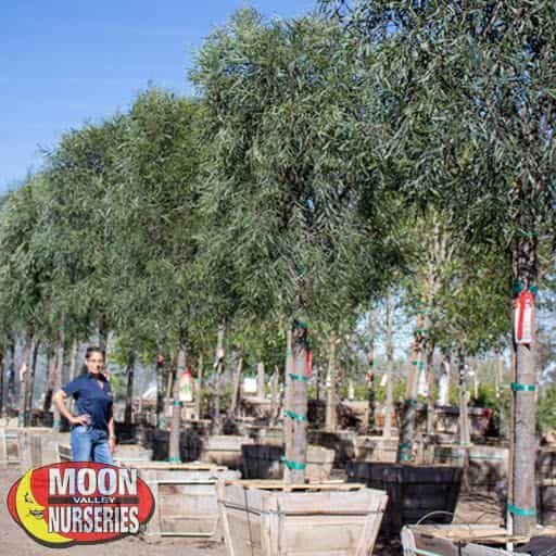 Acacia Saligna in nursery with person