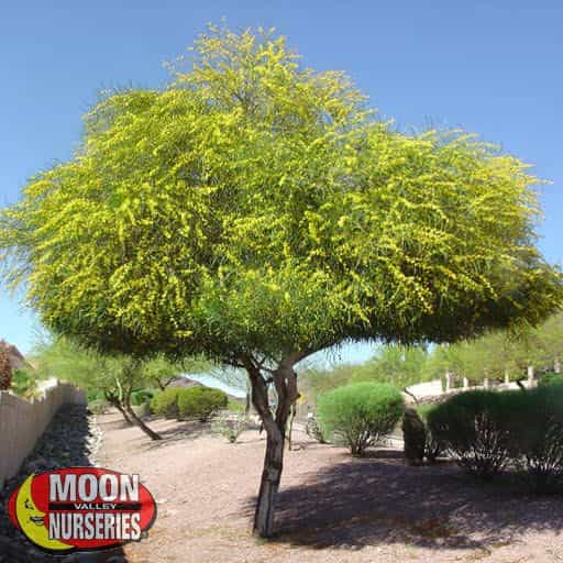 Acacia Saligna in yard blooming