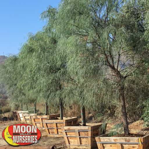 Shoestring Acacia in nursery