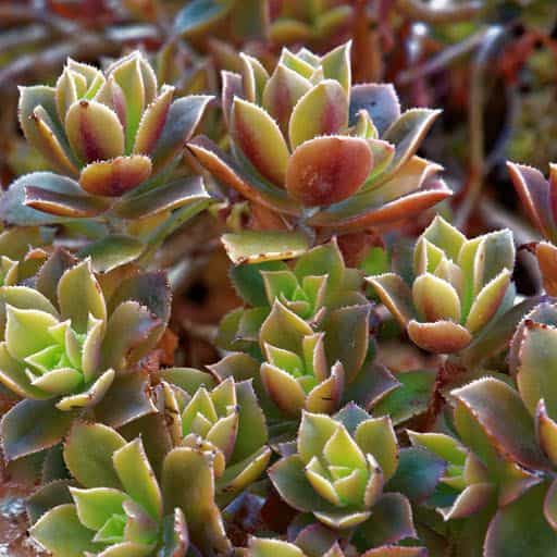 Aeonium varieties up close