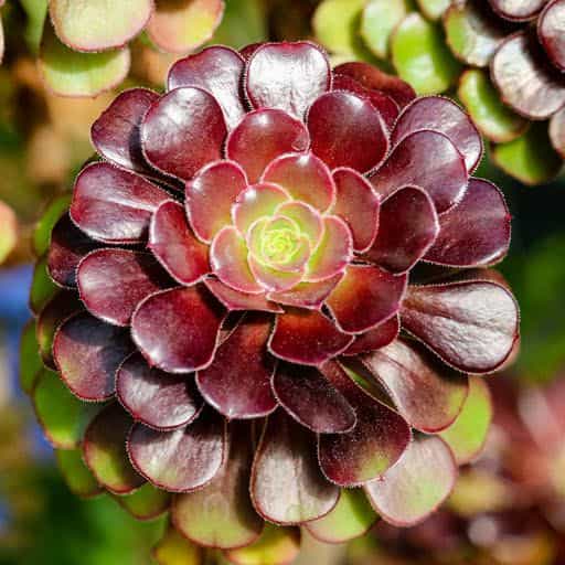 Close up of Aeonium variety