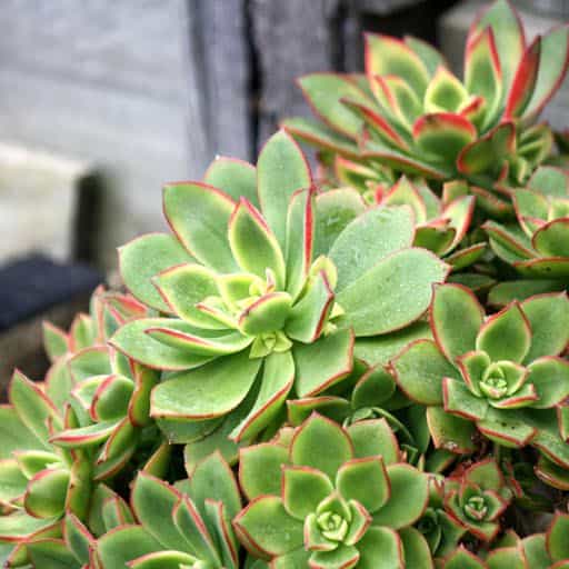 Aeonium variety