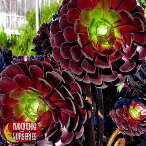 Aeonium 'Purple Queen' close up