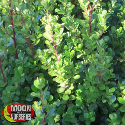 African Boxwood up close