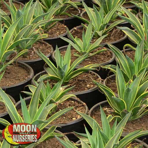 Variegated Smooth Agave in the grow yard