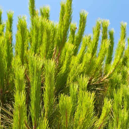 Close up of the Aleppo Pine tree foliage.